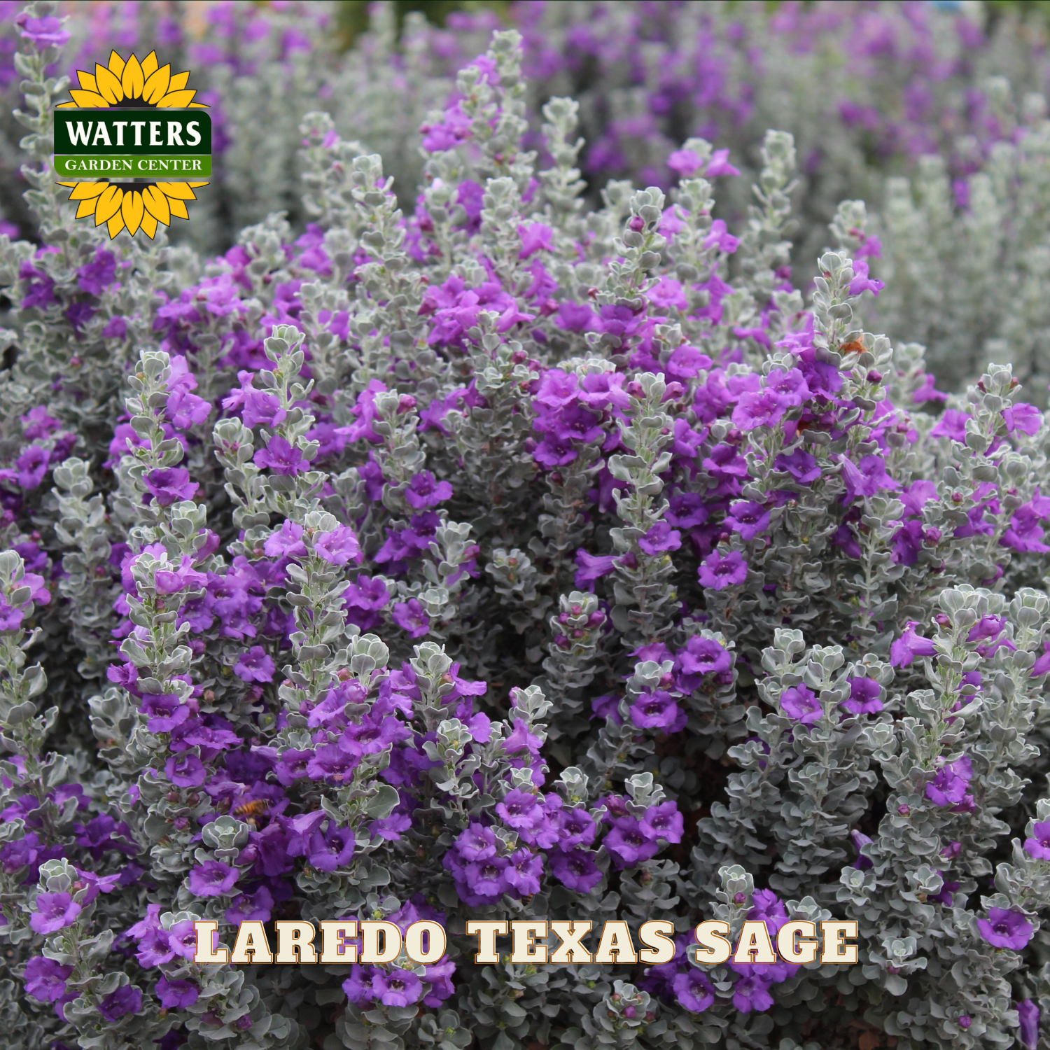 Laredo Texas Sage plants with purple flowers and Watters Garden Center branding.