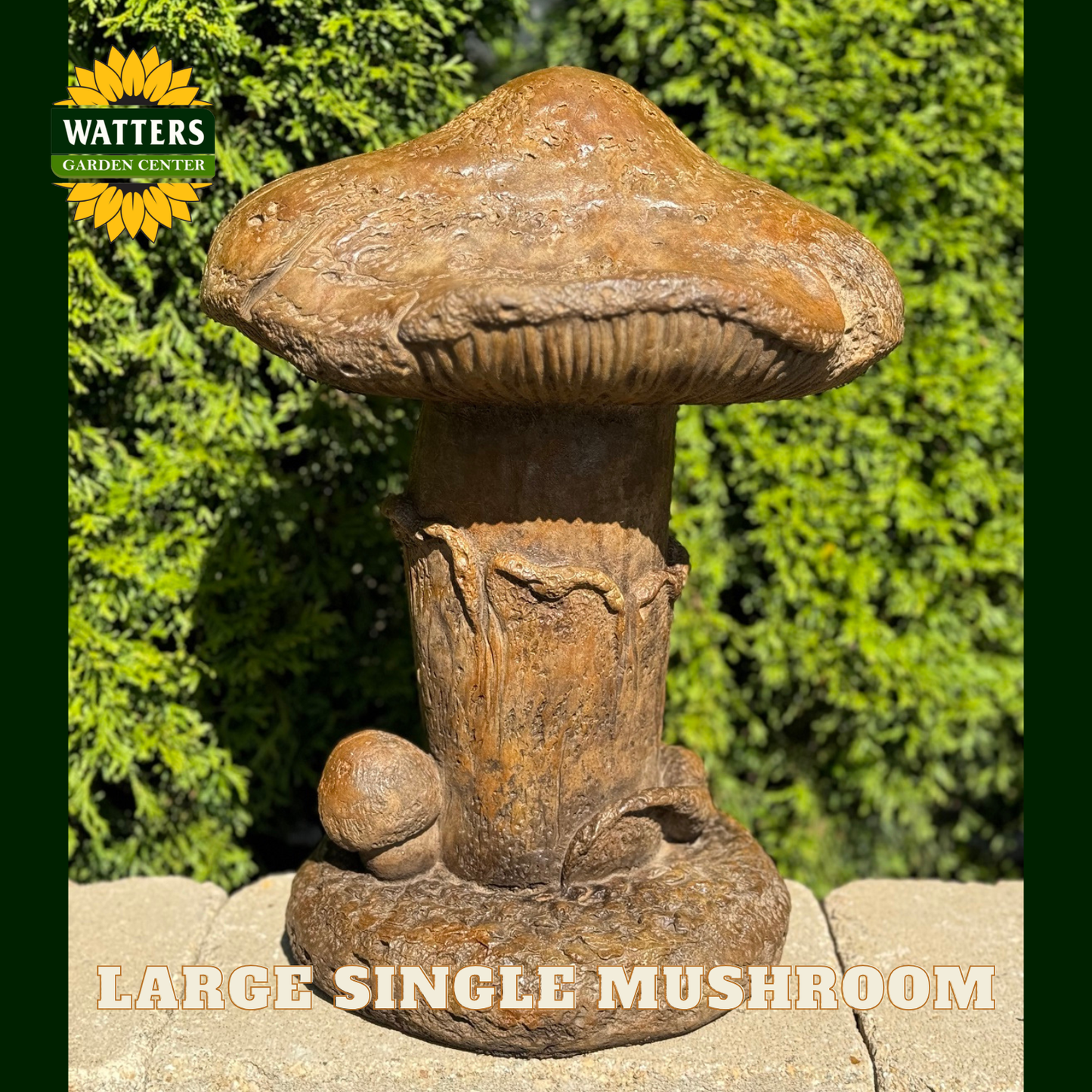 Large brown mushroom in a garden setting with Watters logo.