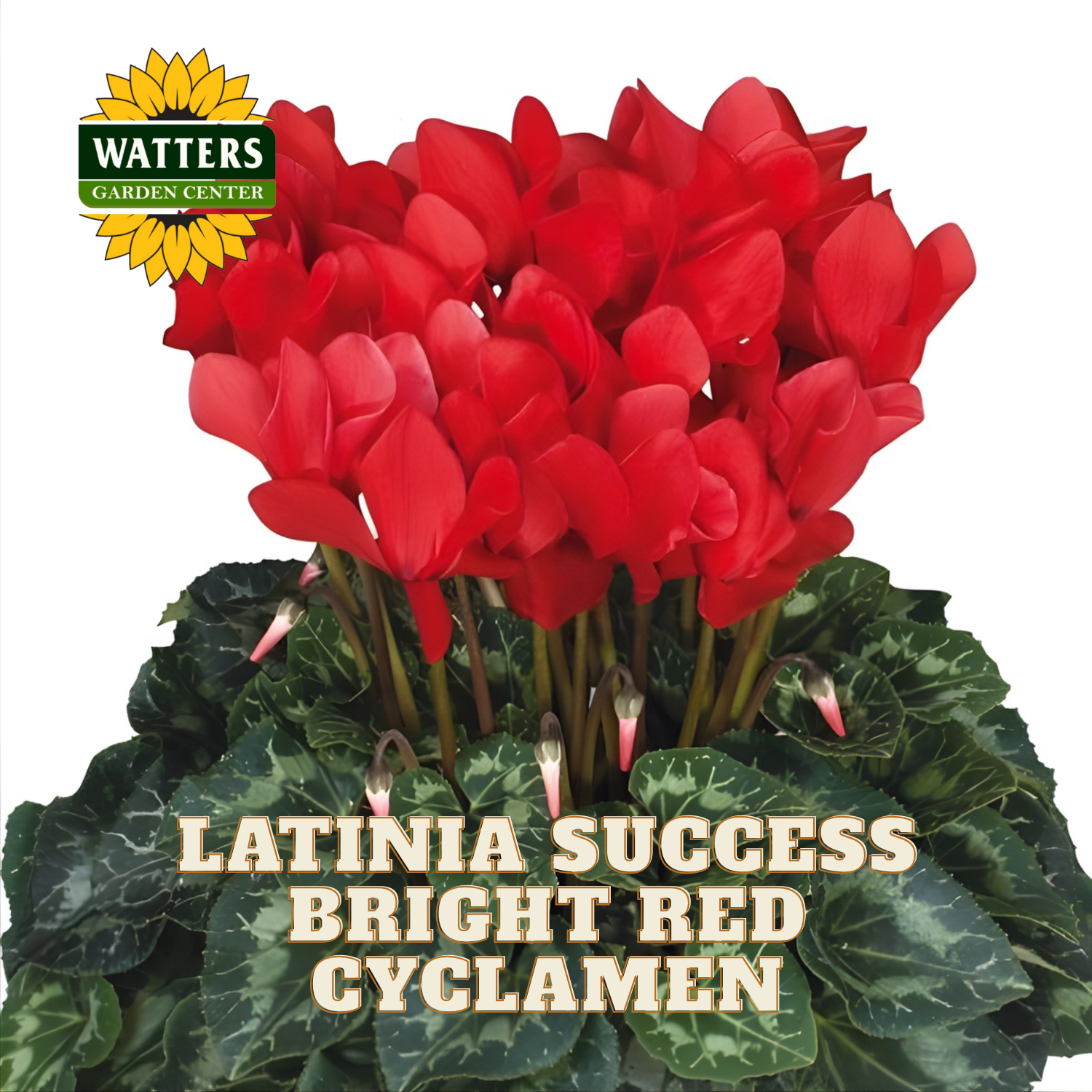 Red cyclamen plant with green leaves and Watters Garden Center logo.