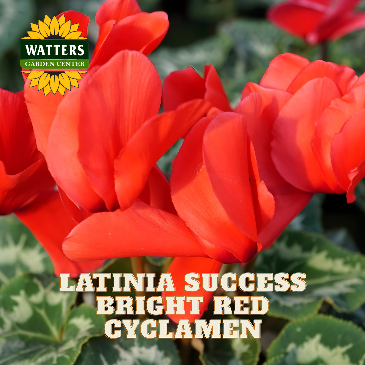 Red cyclamen flowers with Watters Garden Center logo and text overlay.