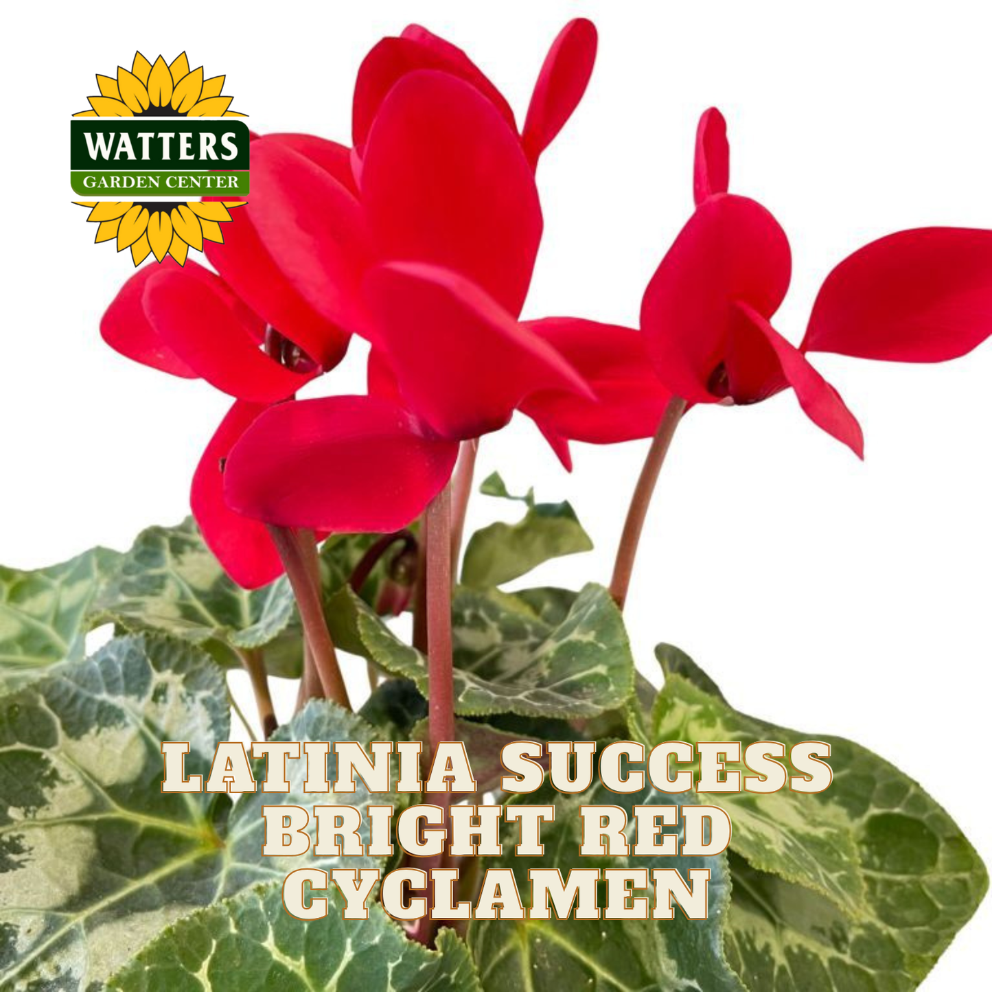 Red cyclamen plant with green leaves and Watters Garden Center logo.