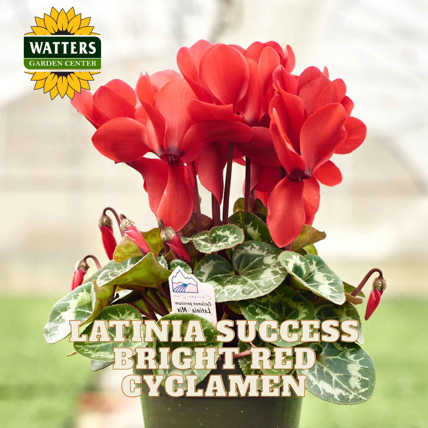 Potted bright red cyclamen plant with 'Watters Garden Center' logo.
