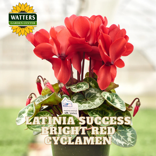 Potted bright red cyclamen plant with 'Watters Garden Center' logo.