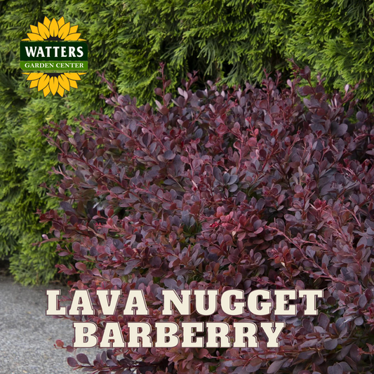 LAVA NUGGET BARBERRY 1gal