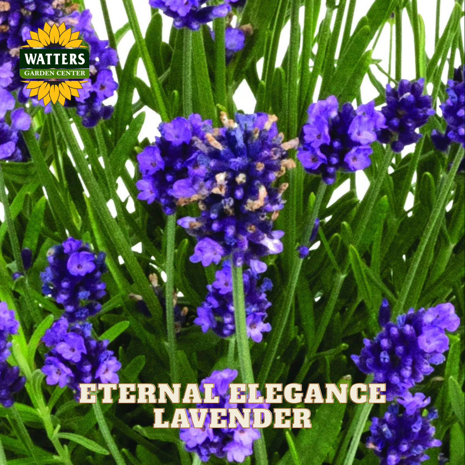 Close-up of lavender flowers in purple-blue spikes with green leaves, overlaid with the text 'ETERNAL ELEGANCE LAVENDER' and a 'WATTERS GARDEN CENTER' logo in the top left.