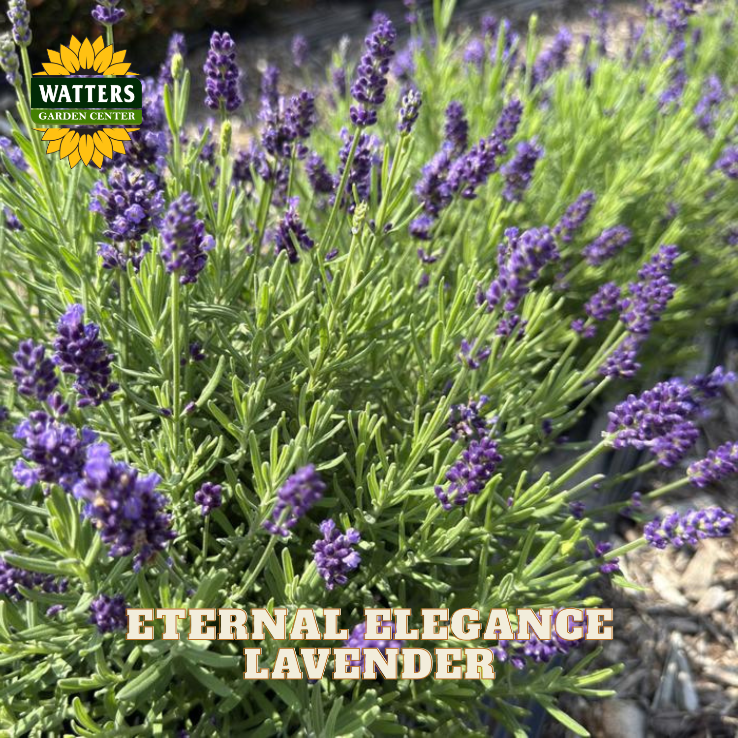 Lavender plants with purple flower spikes and green needle-like leaves, shown in a garden-style close-up. The Watters Garden Center logo appears in the top left, and the text 'ETERNAL ELEGANCE LAVENDER' is overlaid at the bottom.