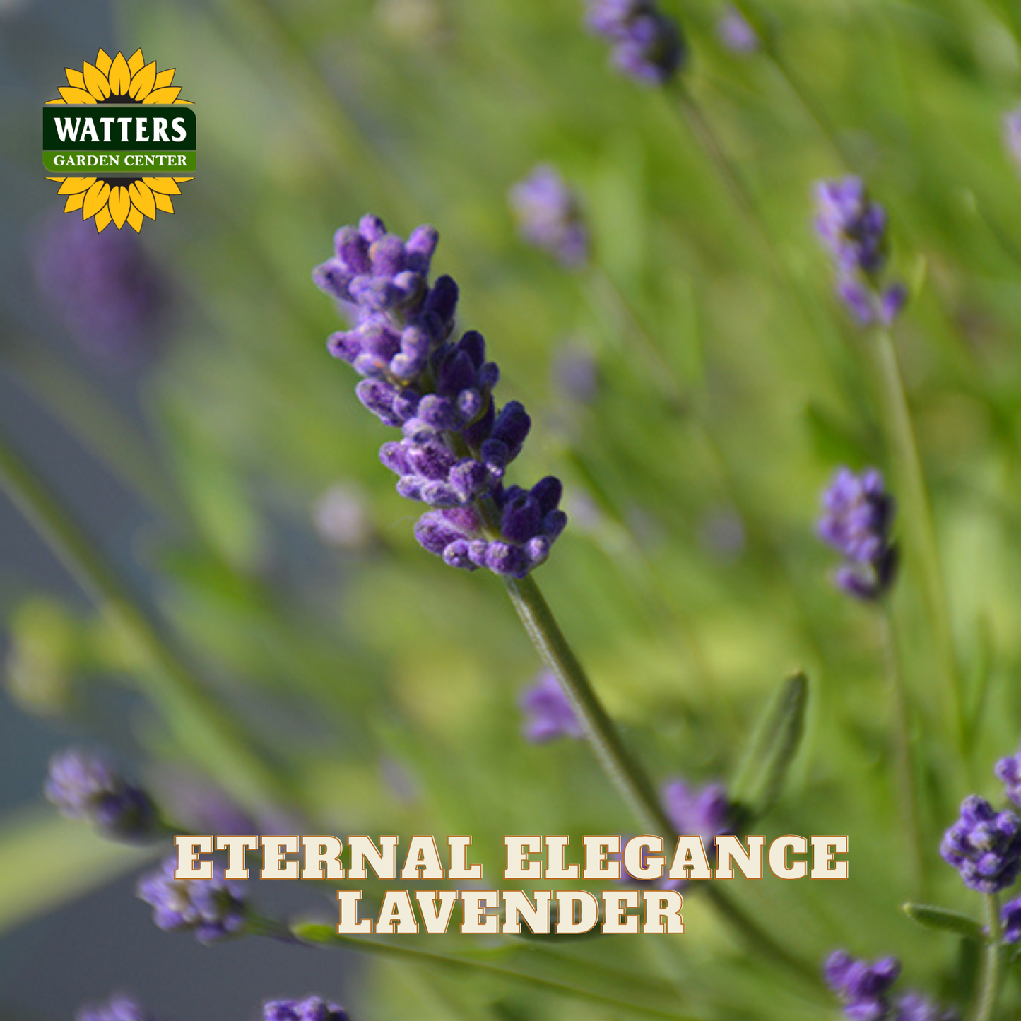 A close-up of a lavender flower spike in purple against a soft green blurred background, with the Watters Gardens Center logo in the top left and the text 'ETERNAL ELEGANCE LAVENDER' at the bottom.