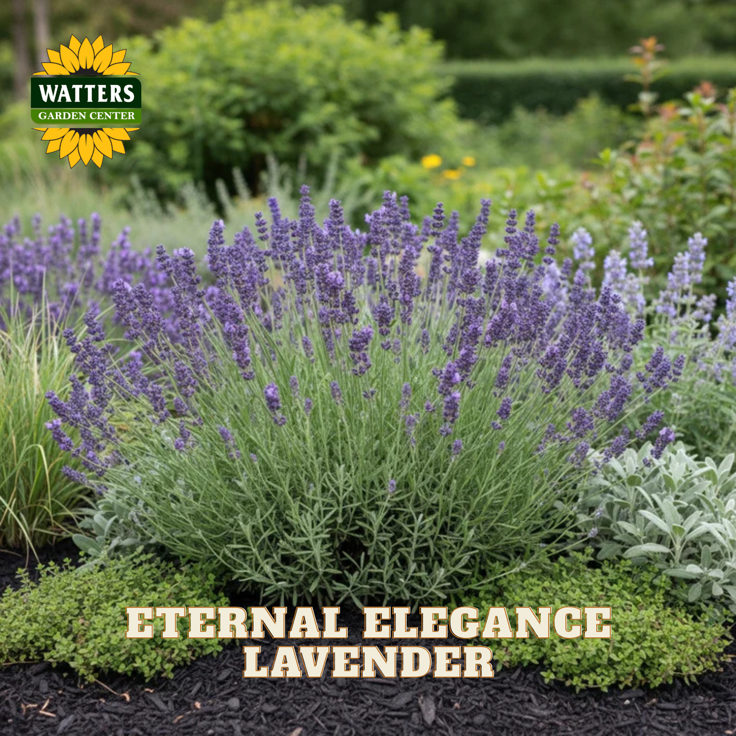 Lavender plants in bloom with purple spikes and green foliage in a garden bed, with the Watters Garden Center logo in the top left and the text 'ETERNAL ELEGANCE LAVENDER' at the bottom.