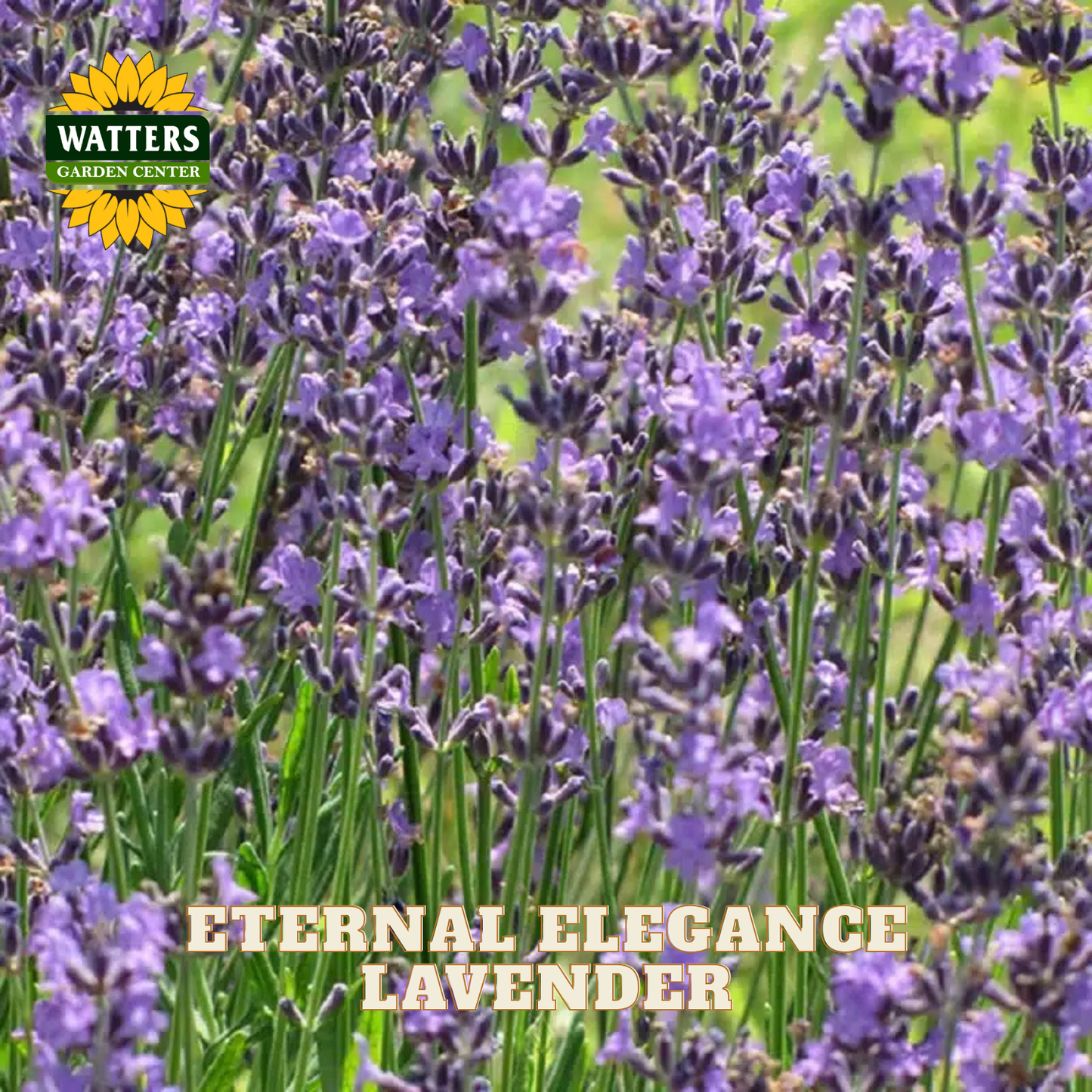Lavender plants in full bloom with purple flowers and green stems, with a Watters Garden Center logo in the top left and the text 'ETERNAL ELEGANCE LAVENDER' at the bottom.