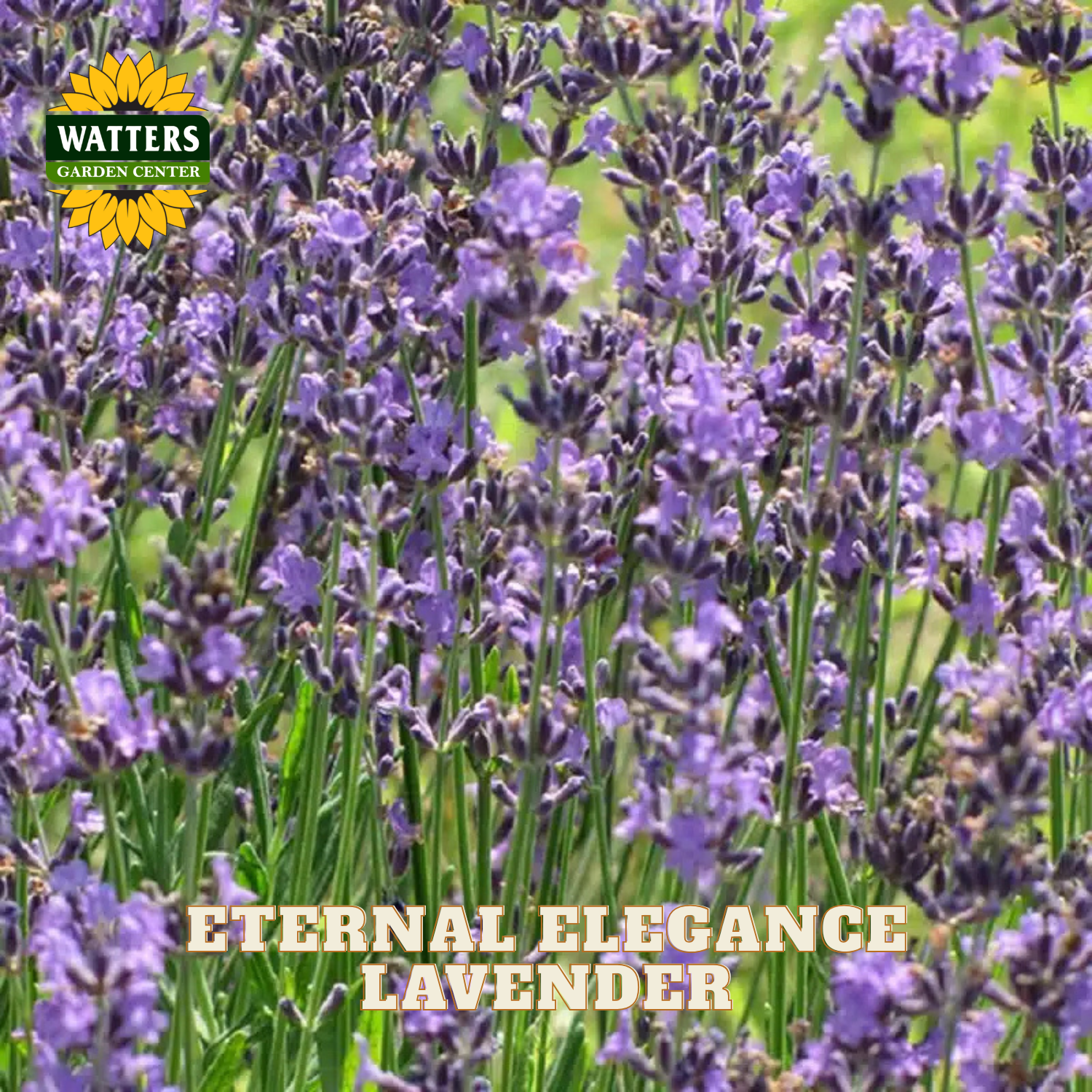 Lavender plants in full bloom with purple flowers and green stems, with a Watters Garden Center logo in the top left and the text 'ETERNAL ELEGANCE LAVENDER' at the bottom.