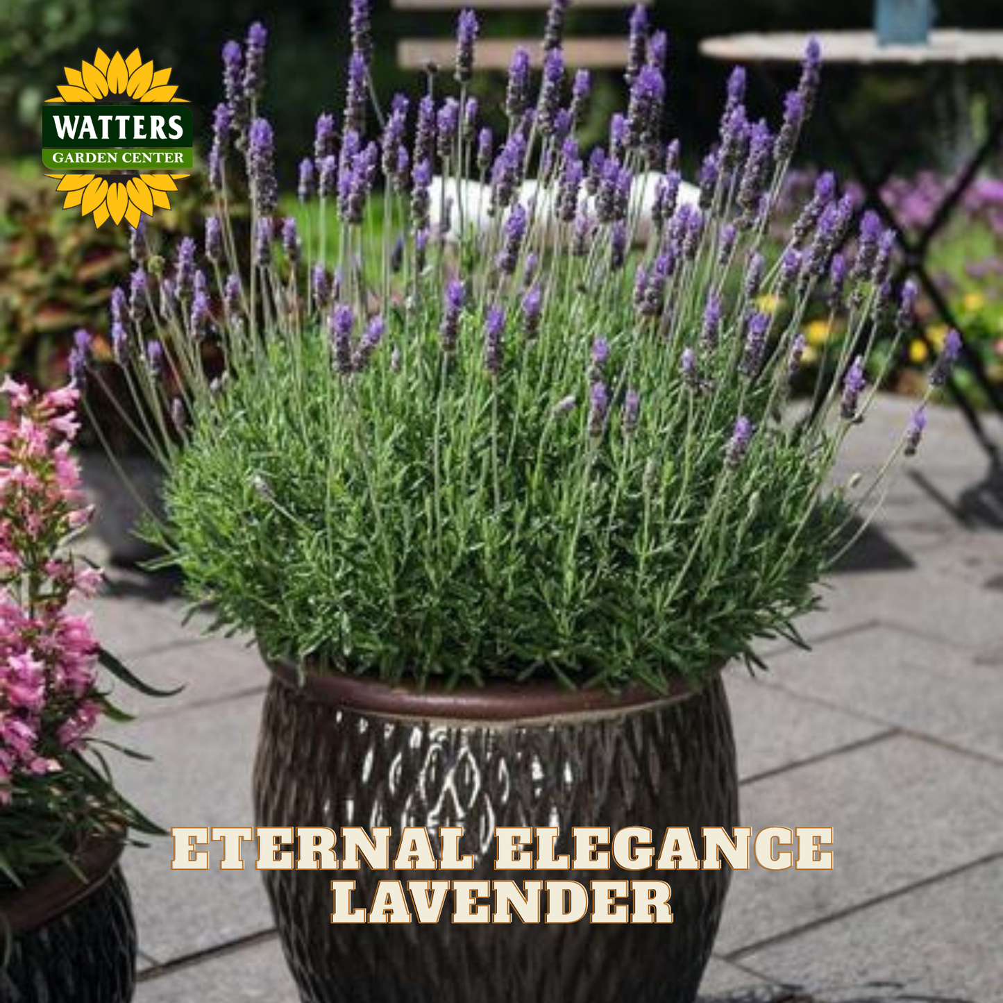 A potted lavender plant with tall purple flower spikes and green foliage, shown outdoors on a patio. The pot is dark brown with a textured pattern.