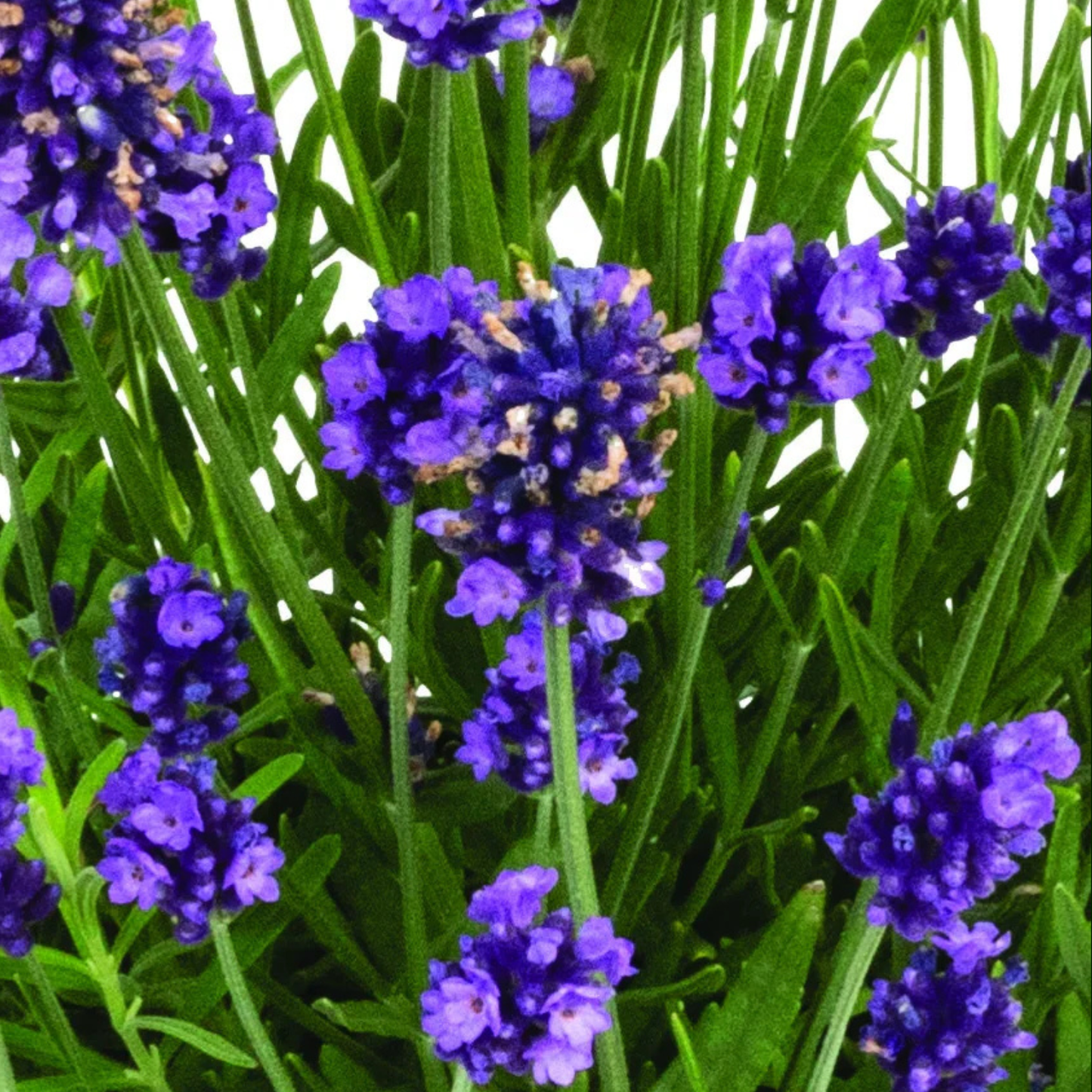 Close-up of a lavender plant with dense purple-blue flower spikes and slender green leaves against a white background.
