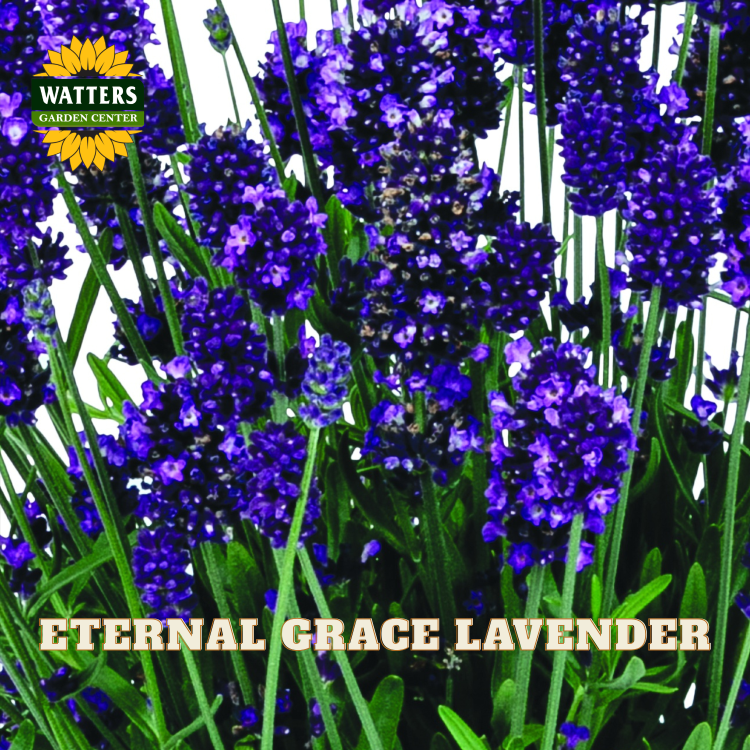 Lavender plant with dense purple-blue flower spikes and green foliage, shown with the text 'ETERNAL GRACE LAVENDER' and a Watters Garden Center logo in the top left.