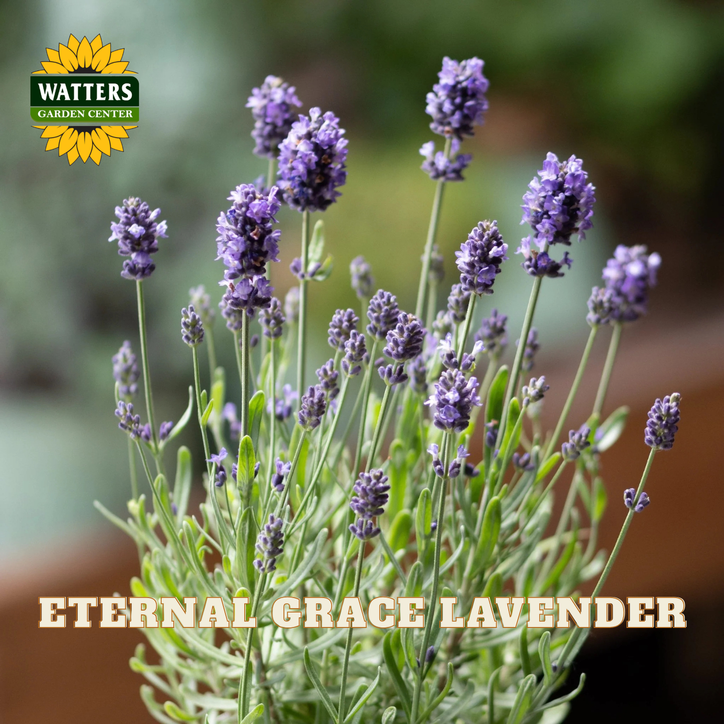 Lavender plant with purple flower spikes and green foliage, shown in a garden-style setting with a Watters Garden Center logo and the text 'ETERNAL GRACE LAVENDER' overlaid.