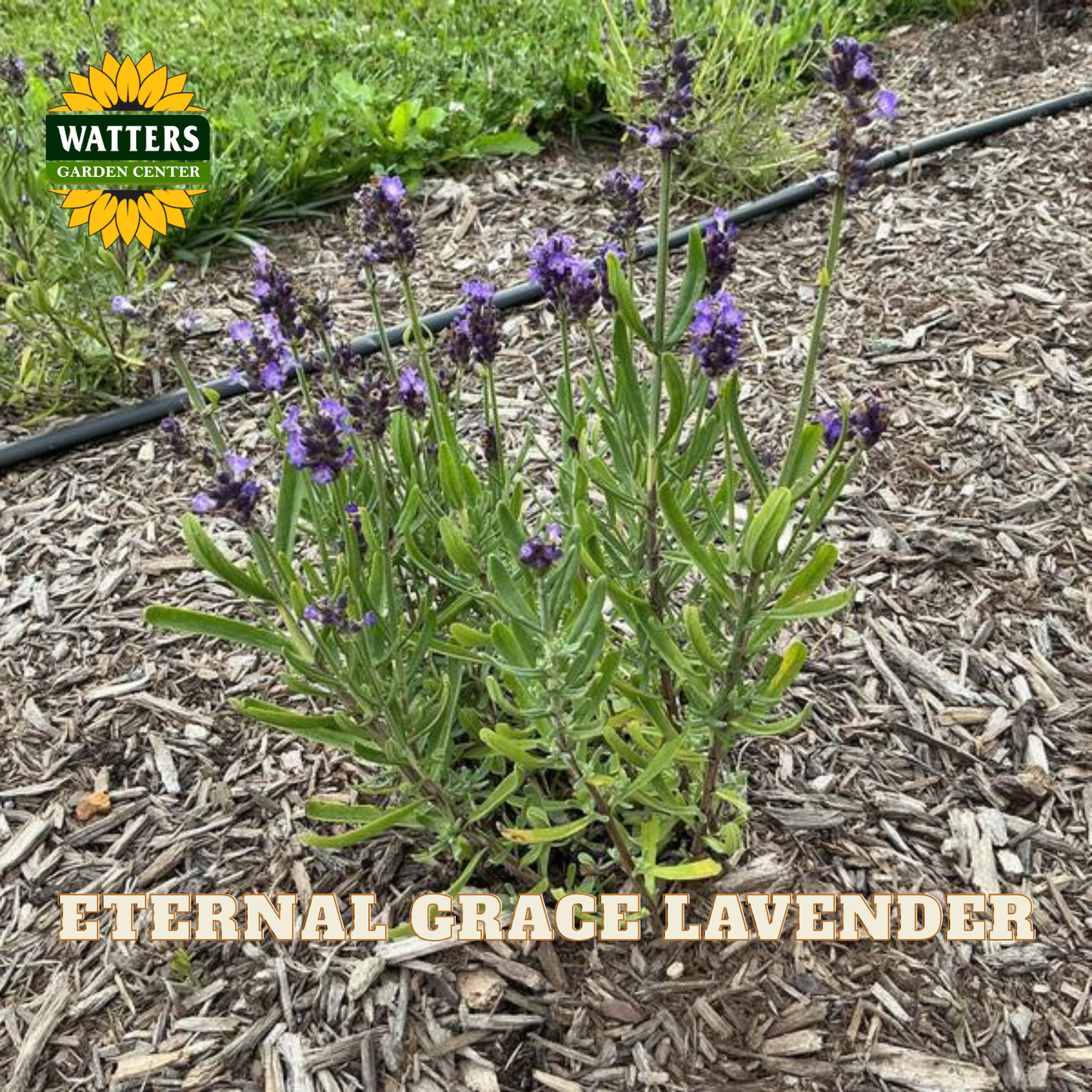 A cluster of Eternal Grace Lavender plants with purple flowers and green leaves growing in a garden bed on wood mulch, with a Watters Garden Center logo in the top left and the text 'ETERNAL GRACE LAVENDER' at the bottom.