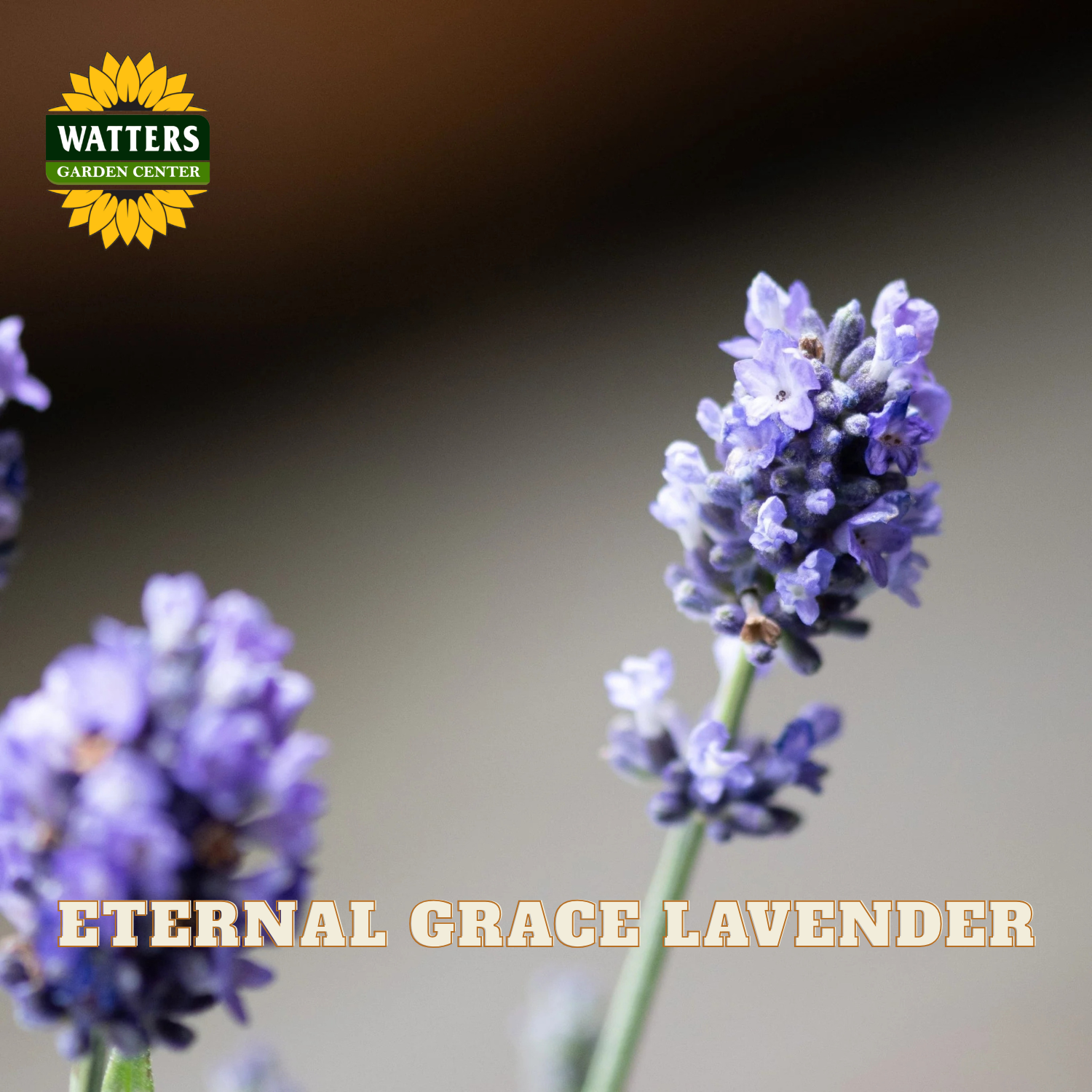 Close-up of purple lavender flowers on a blurred neutral background, with the text 'ETERNAL GRACE LAVENDER' and a Watters Gardens Center logo.