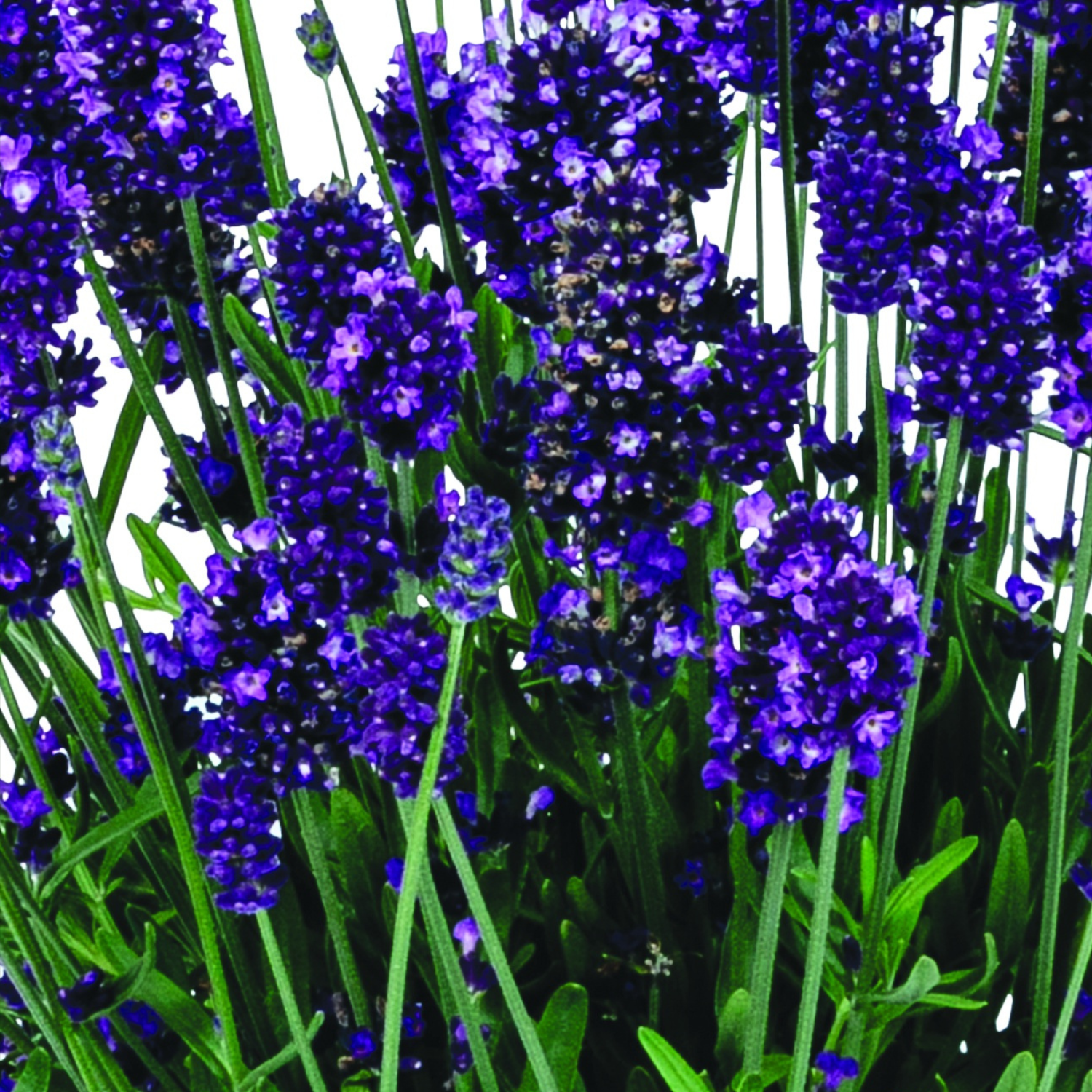 A close-up of lavender plants with dense purple-blue flower spikes and green stems against a white background.