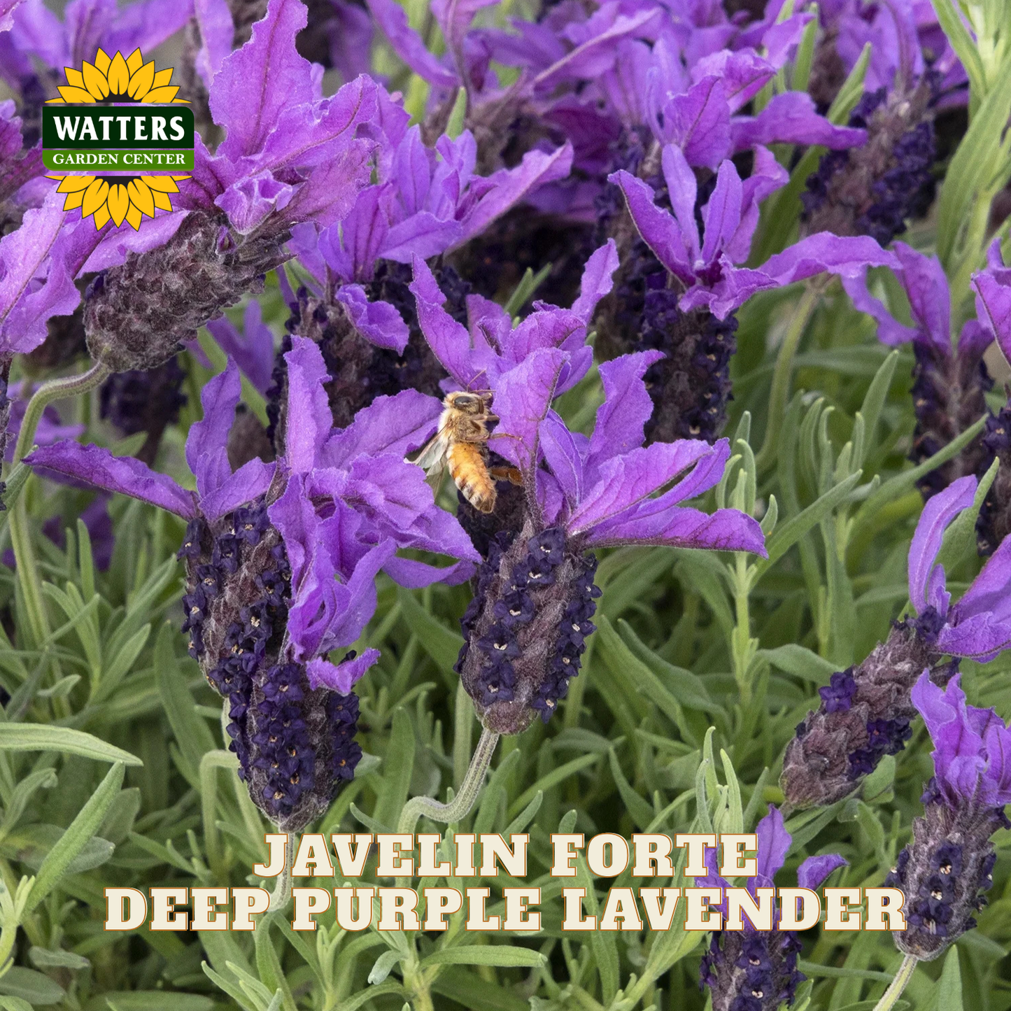 JAVELIN FORTE DEEP PURPLE LAVENDER 1gal