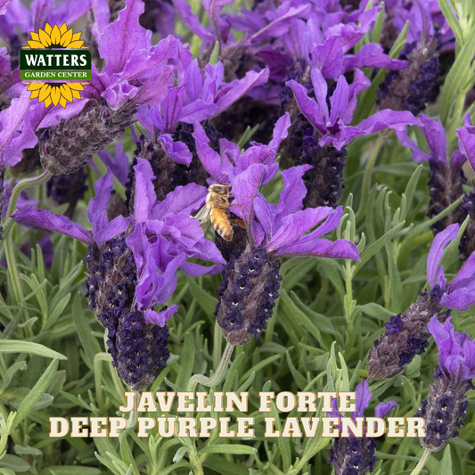 JAVELIN FORTE DEEP PURPLE LAVENDER 1gal