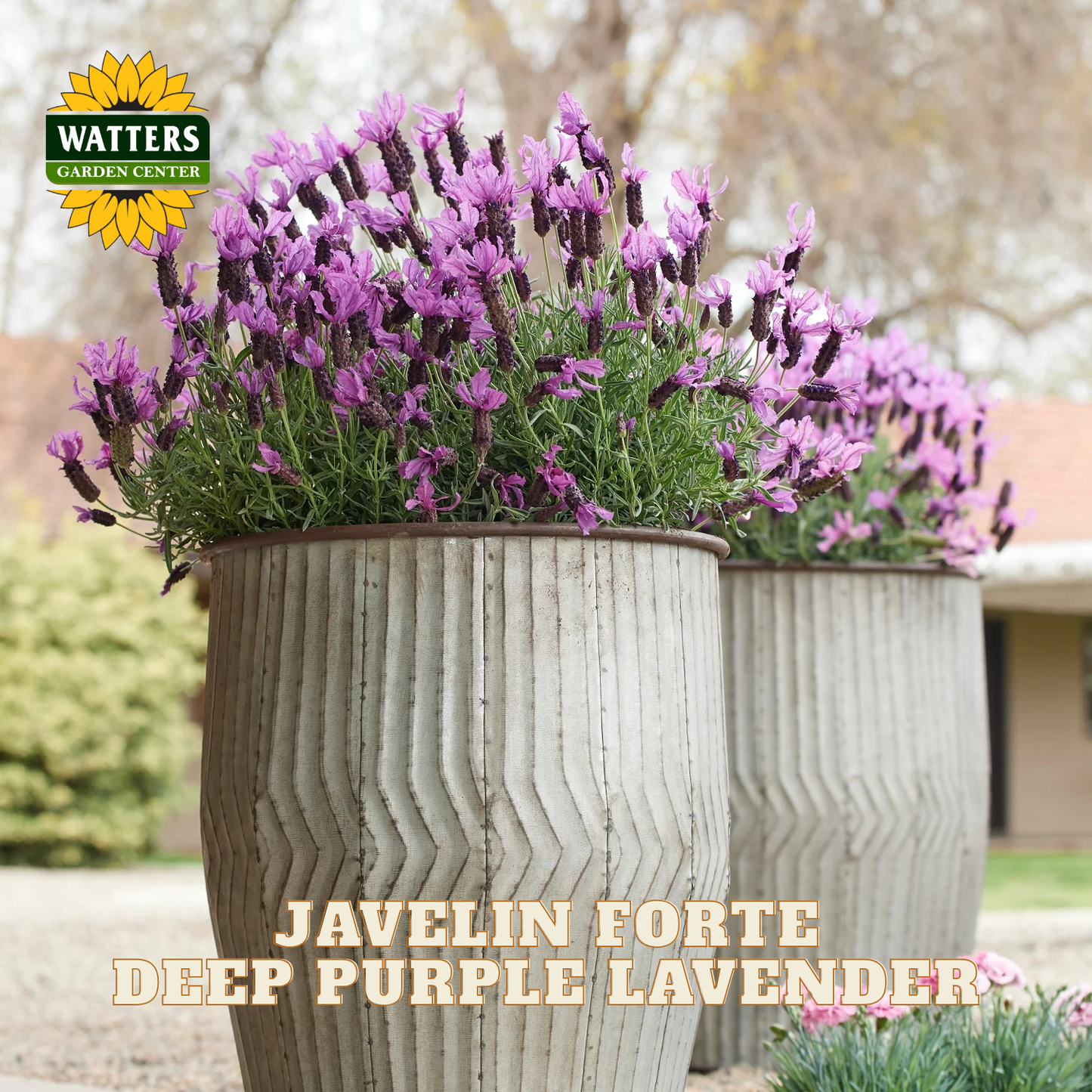 JAVELIN FORTE DEEP PURPLE LAVENDER 1gal