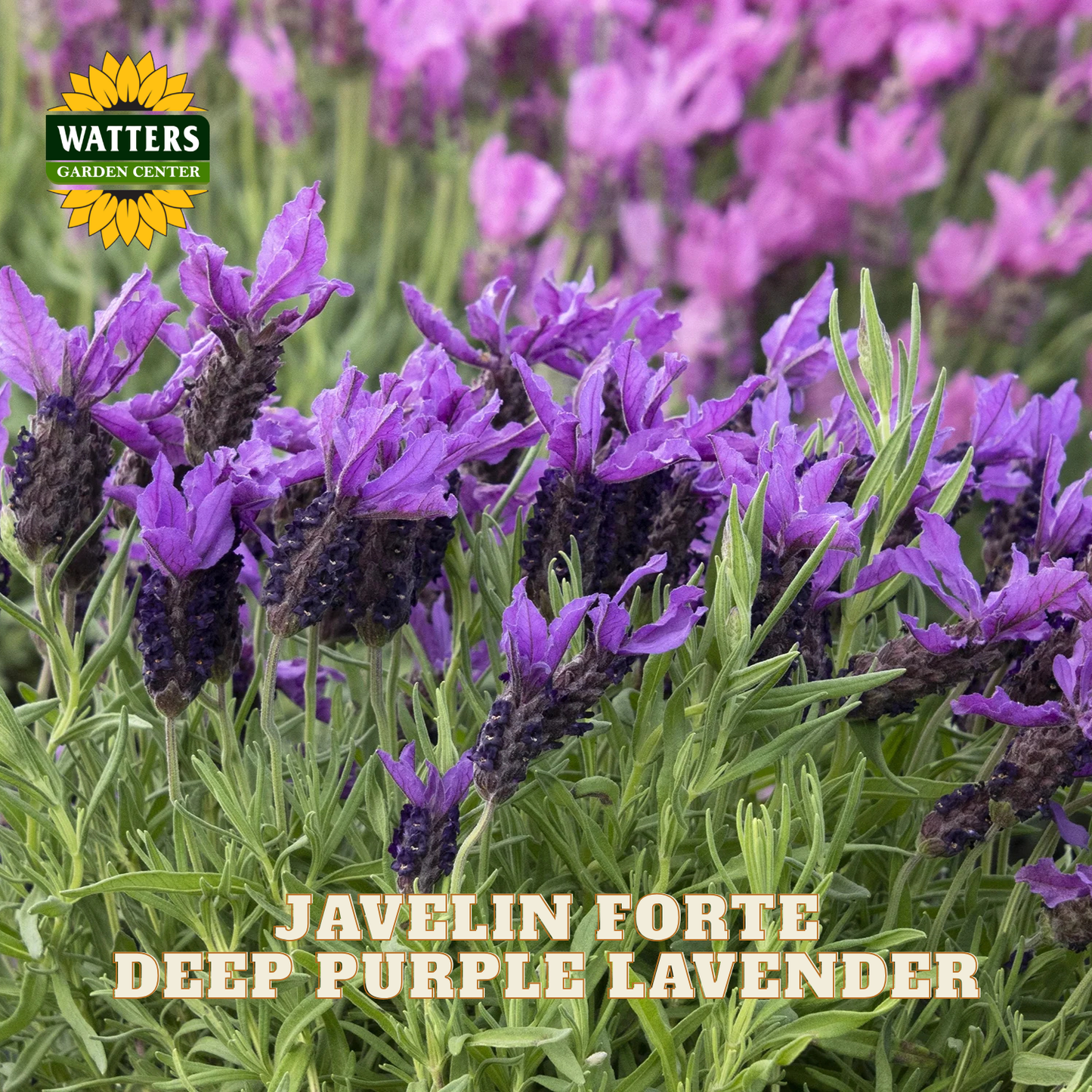 JAVELIN FORTE DEEP PURPLE LAVENDER 1gal