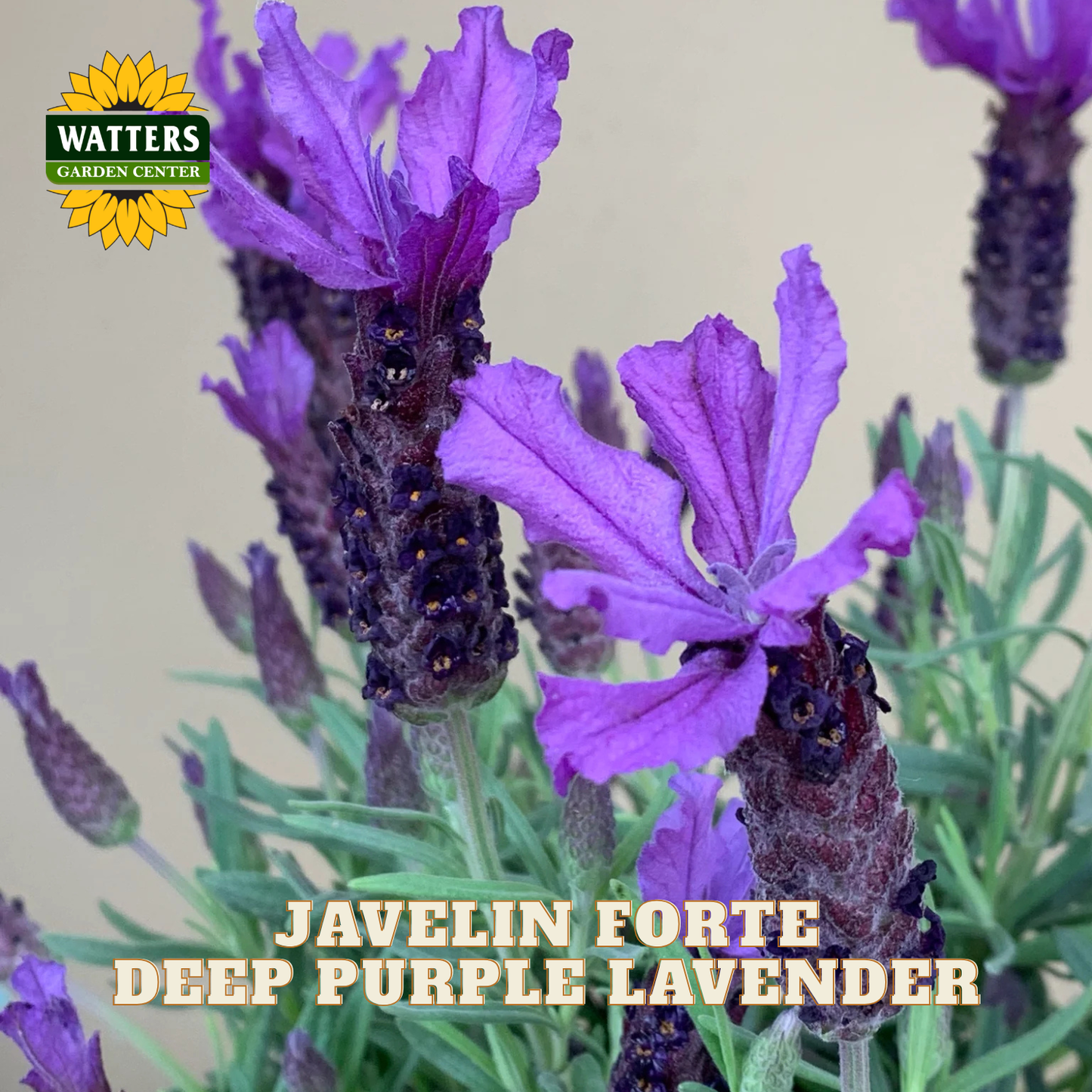 JAVELIN FORTE DEEP PURPLE LAVENDER 1gal