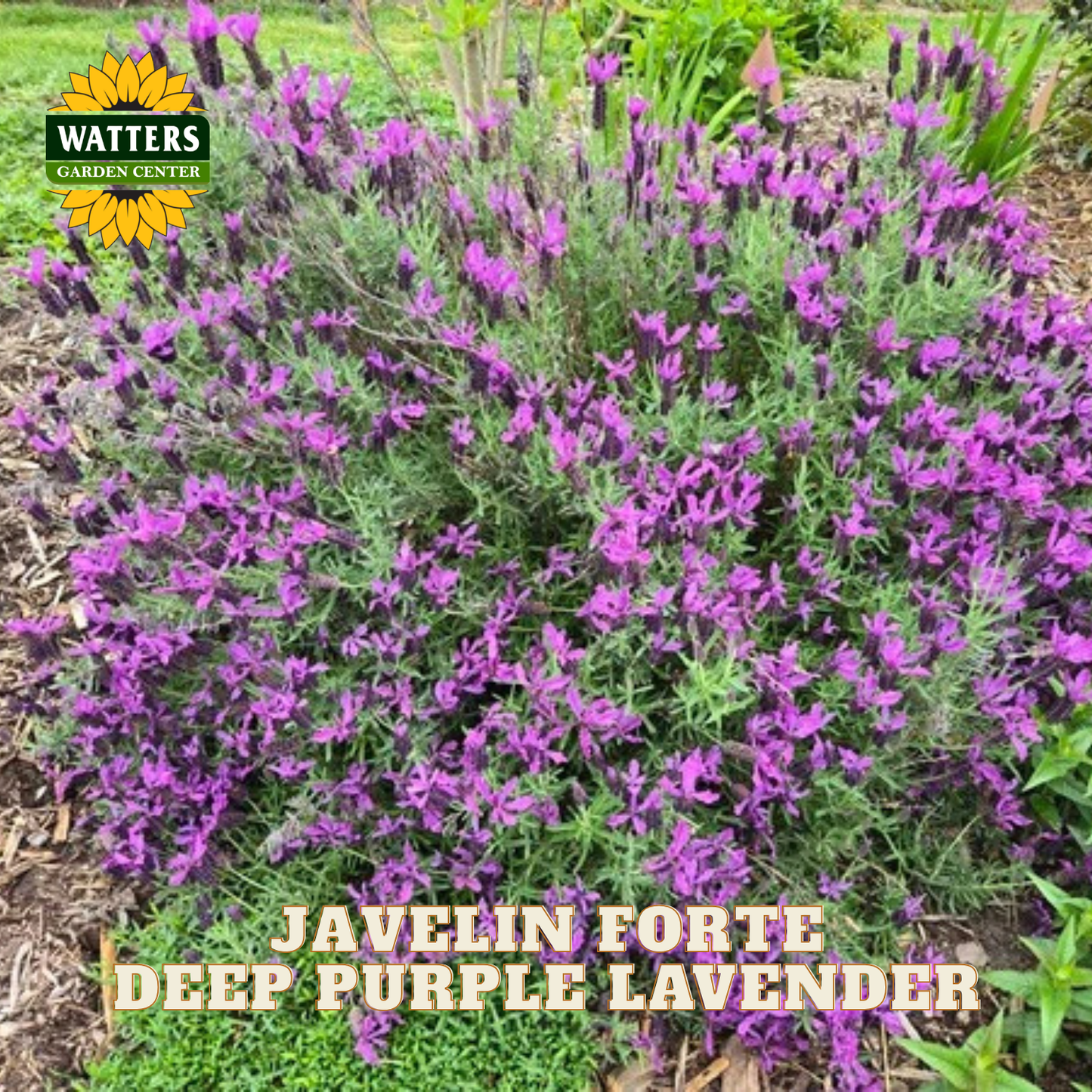 JAVELIN FORTE DEEP PURPLE LAVENDER 1gal