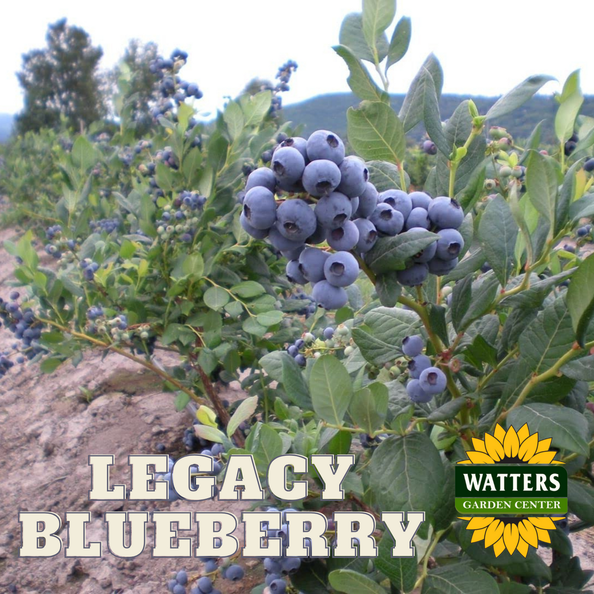 LEGACY BLUEBERRY 6gal