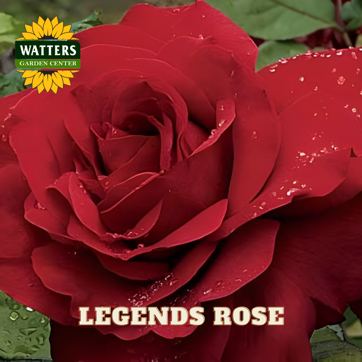 LEGENDS ROSE FIBER POT