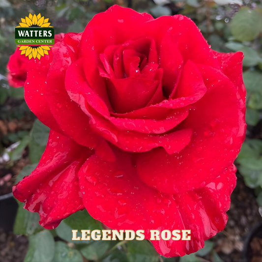 Red rose with water droplets, labeled 'Legends Rose' and 'Watters Garden Center'.