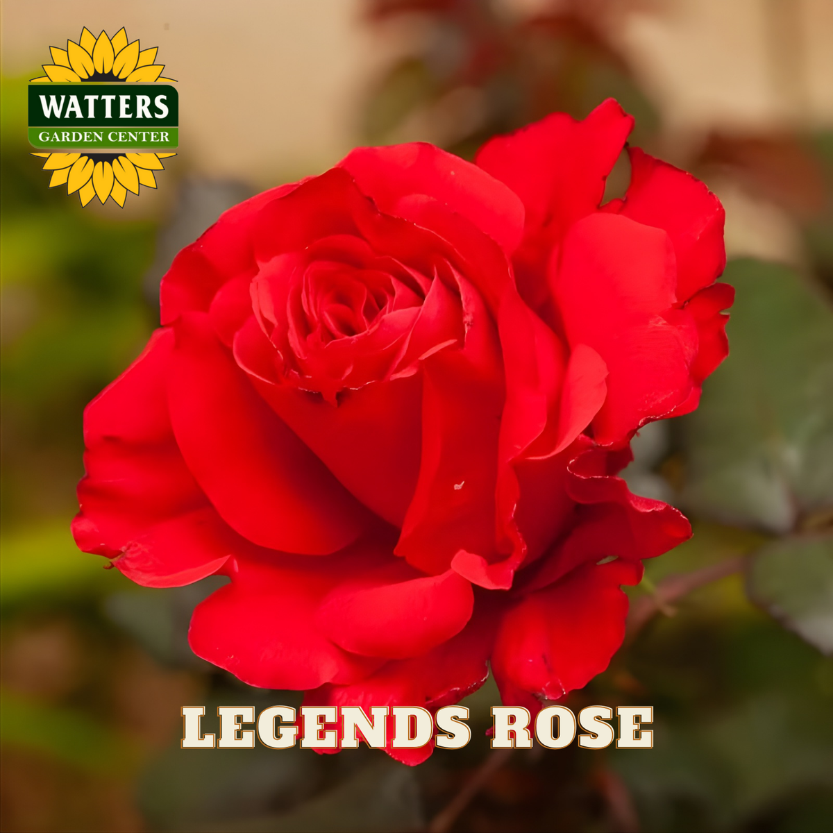 Red rose with 'Watters Garden Center' logo and 'Legends Rose' text.