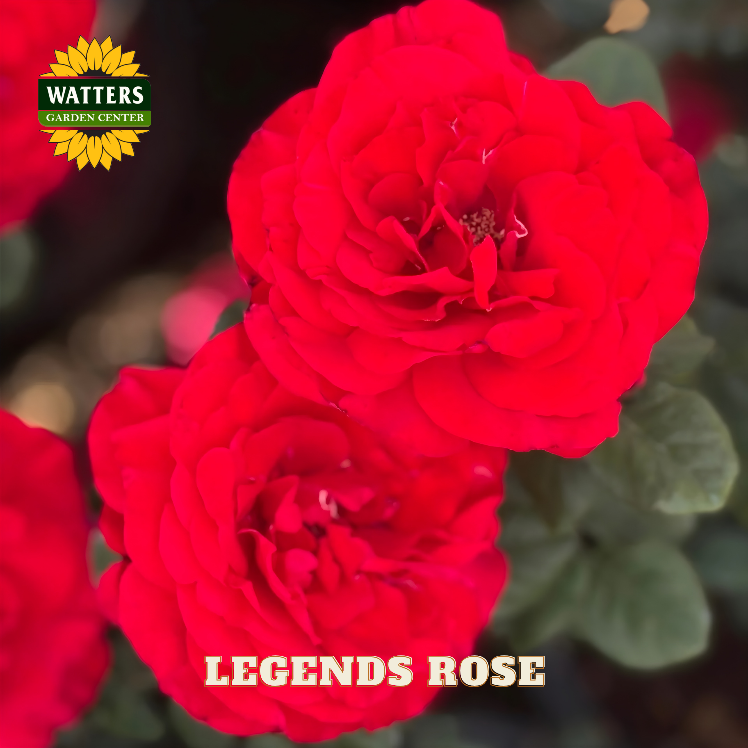 Red roses with 'Watters Garden Center' logo and 'Legends Rose' text.