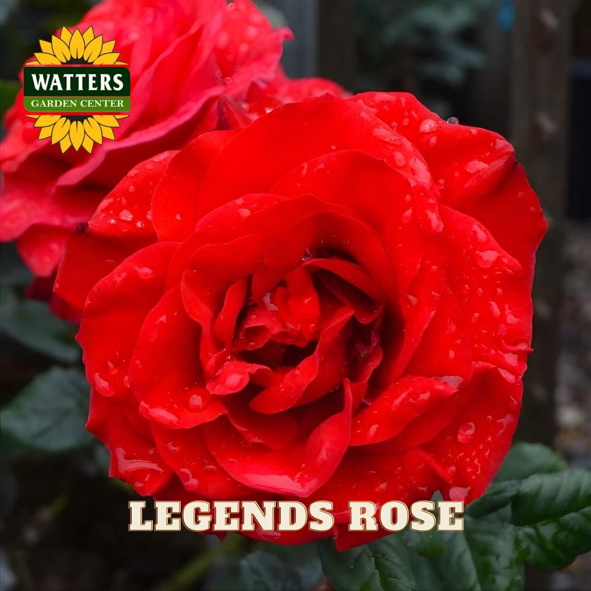 Red rose with water droplets and 'Watters Garden Center' logo, featuring the rose variety 'Legends Rose'.