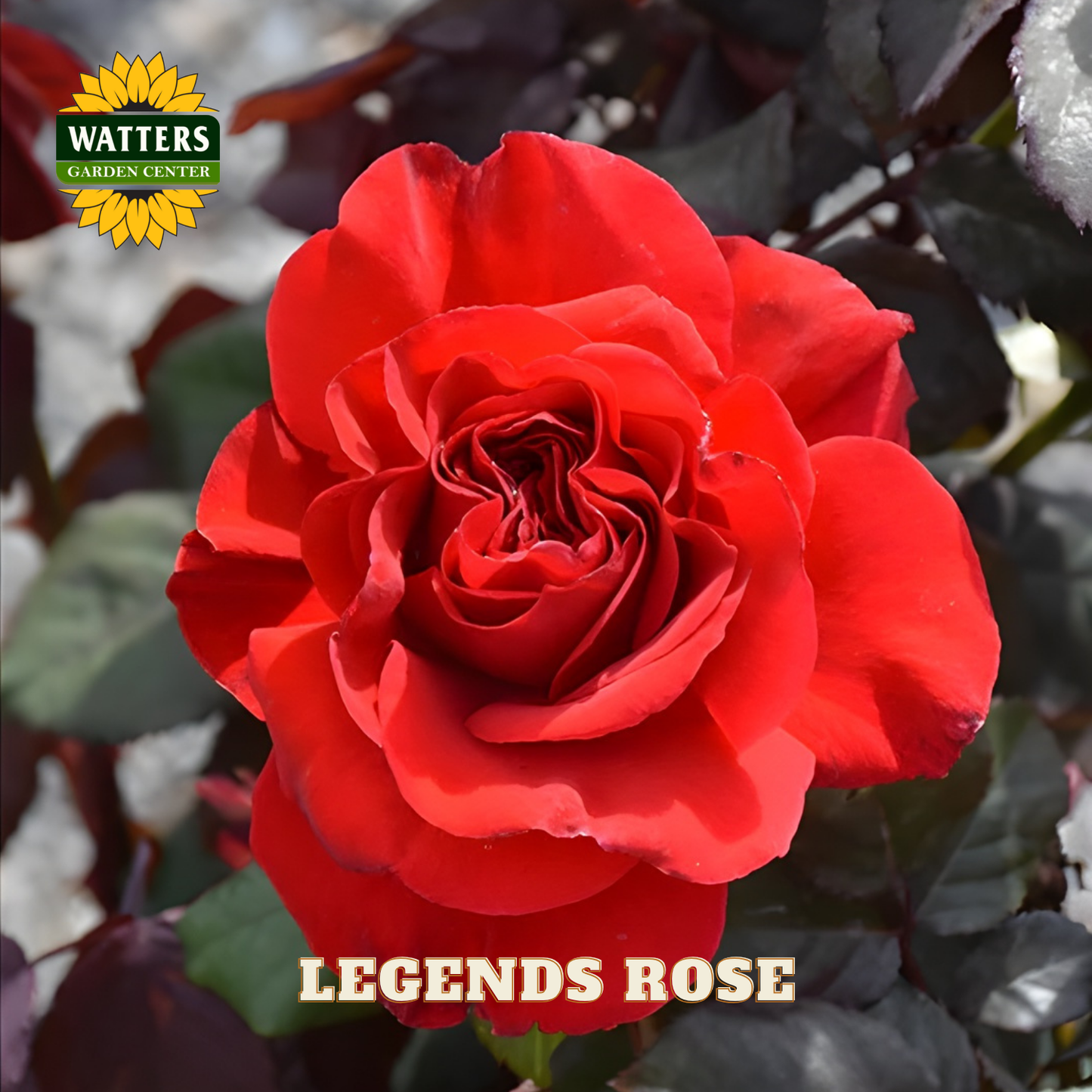 Red rose with 'Watters Garden Center' logo and 'Legends Rose' text.