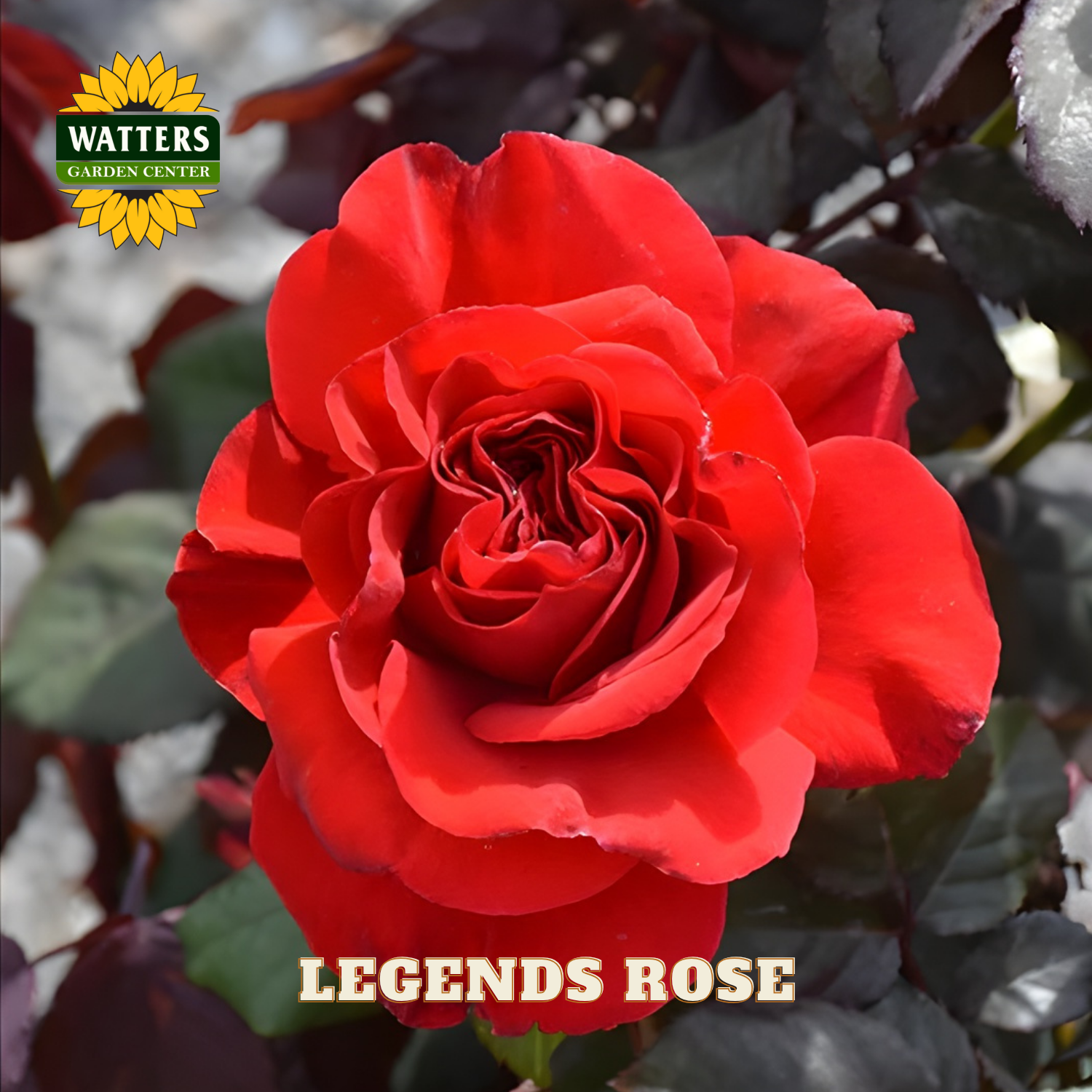 Red rose with 'Watters Garden Center' logo and 'Legends Rose' text.