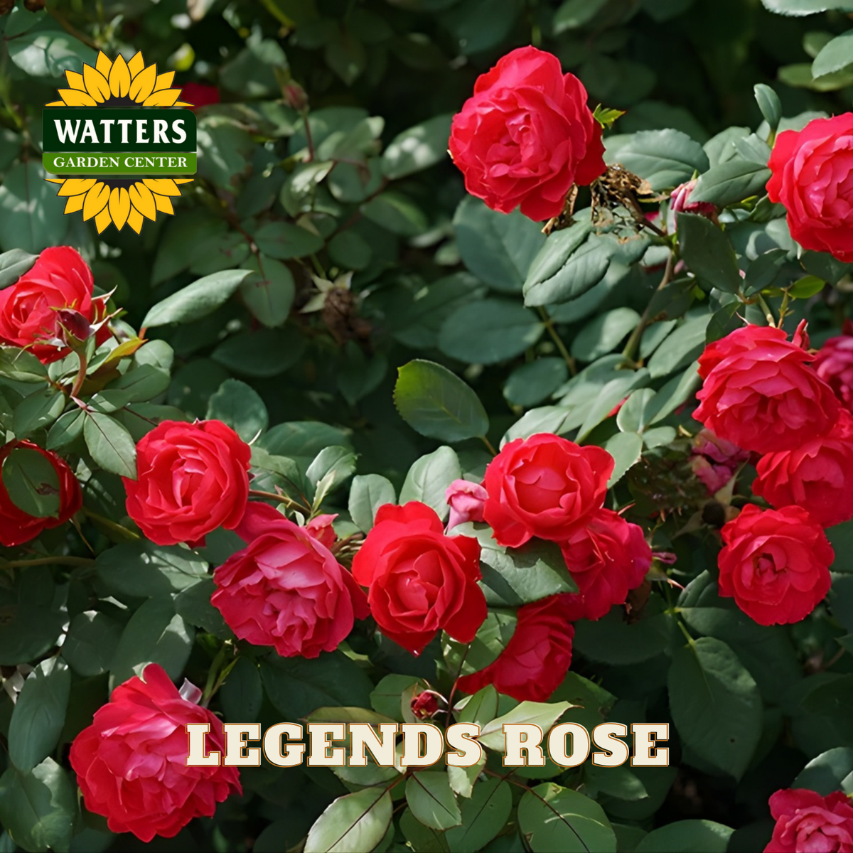Red Legends roses on green bush with Watters Garden Center logo.