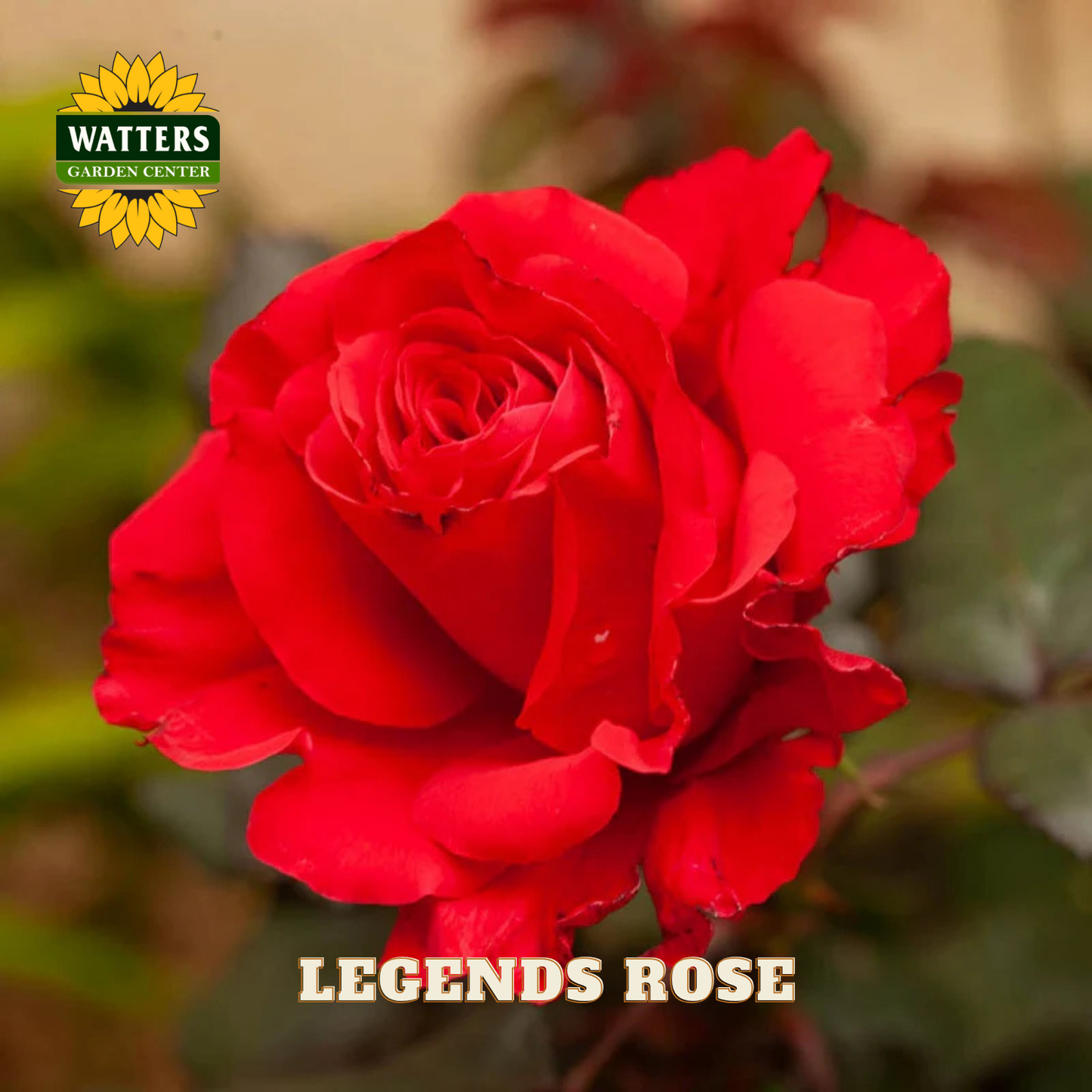Red rose with 'Watters Garden Center' logo and 'Legends Rose' text.