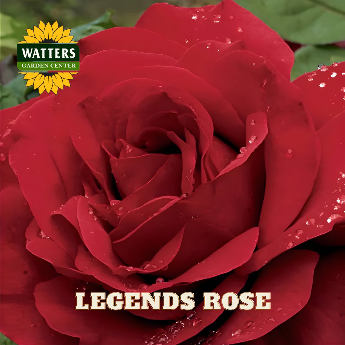 Red rose with water droplets and Watters Garden Center logo.
