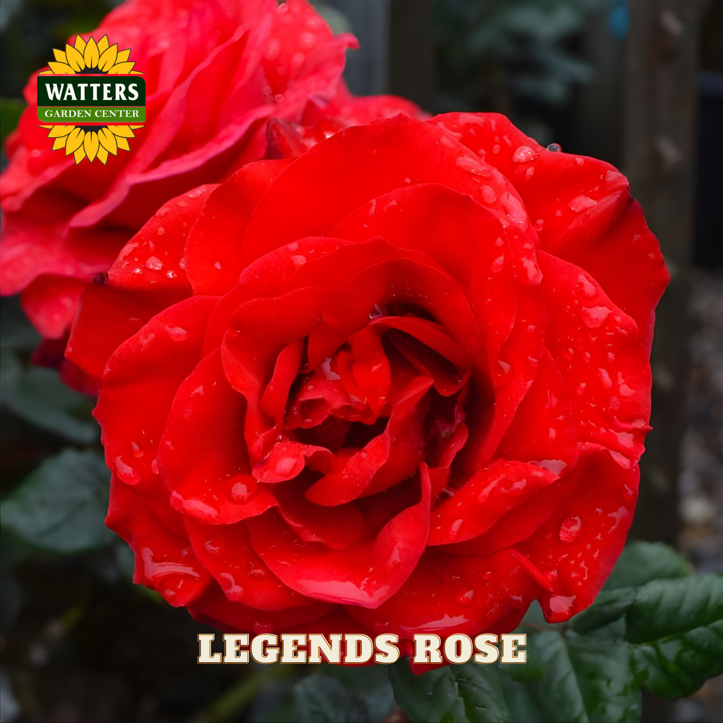 Red rose with water droplets and 'Watters Garden Center' branding.