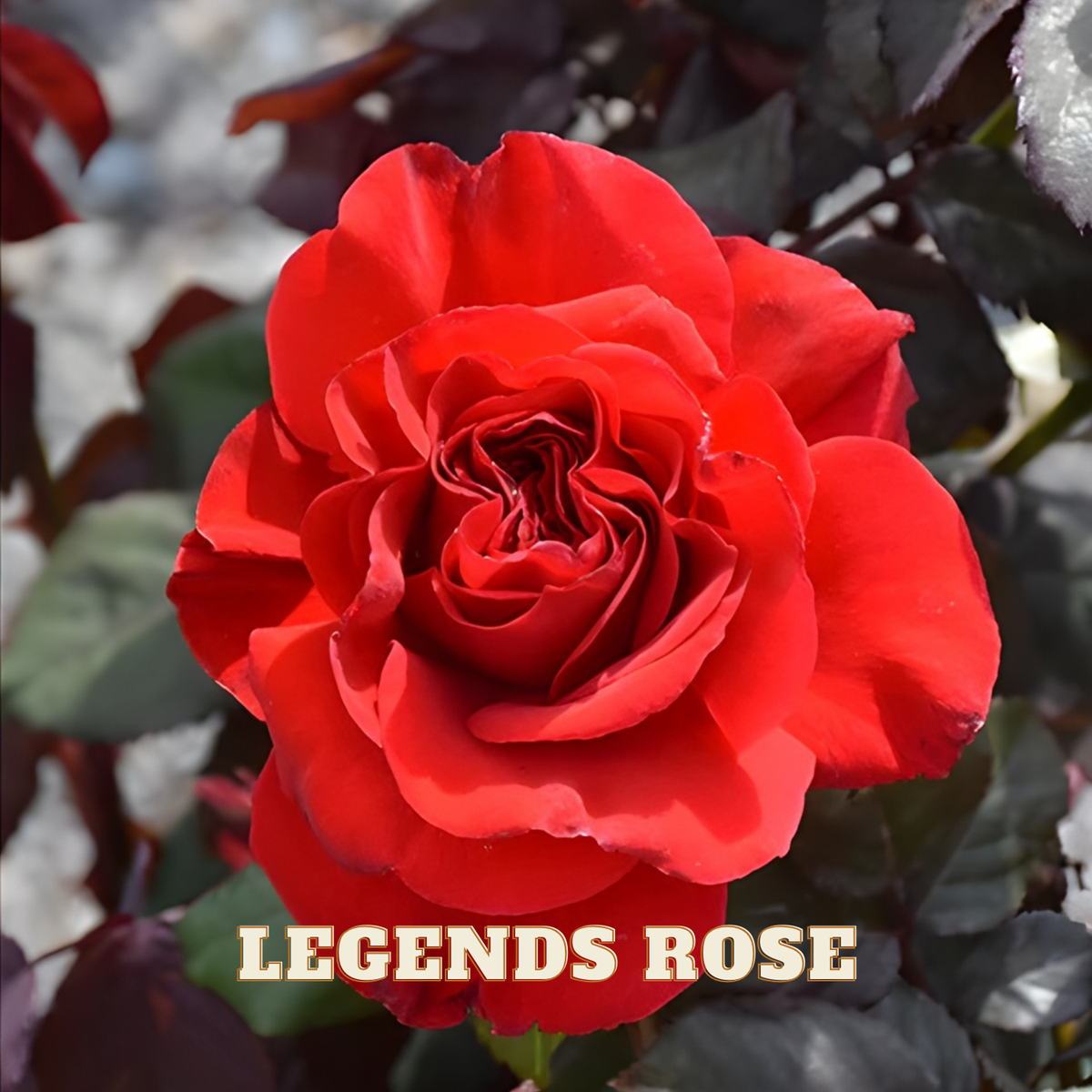 Red rose with 'Watters Garden Center' logo and 'Legends Rose' text.