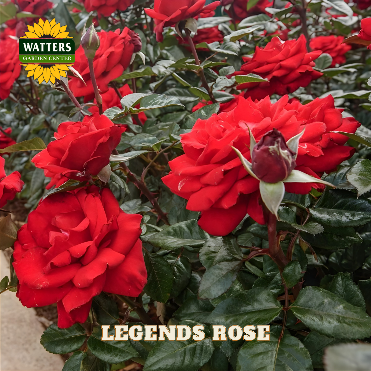 Red roses with 'Watters Garden Center' logo and 'Legends Rose' text.
