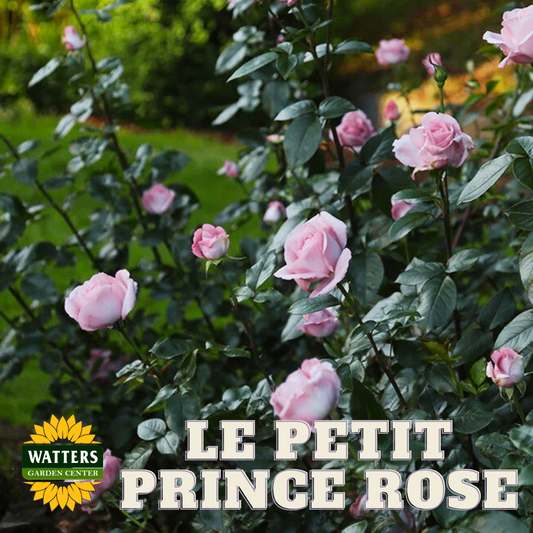 LE PETIT PRINCE ROSE 2gal