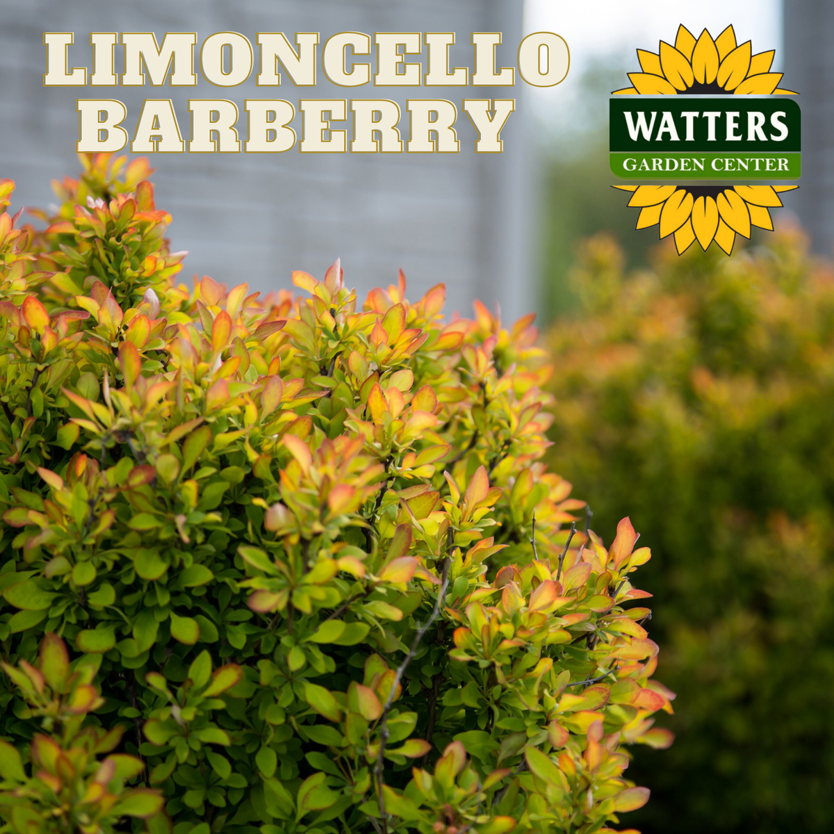 LIMONCELLO  BARBERRY 3gal
