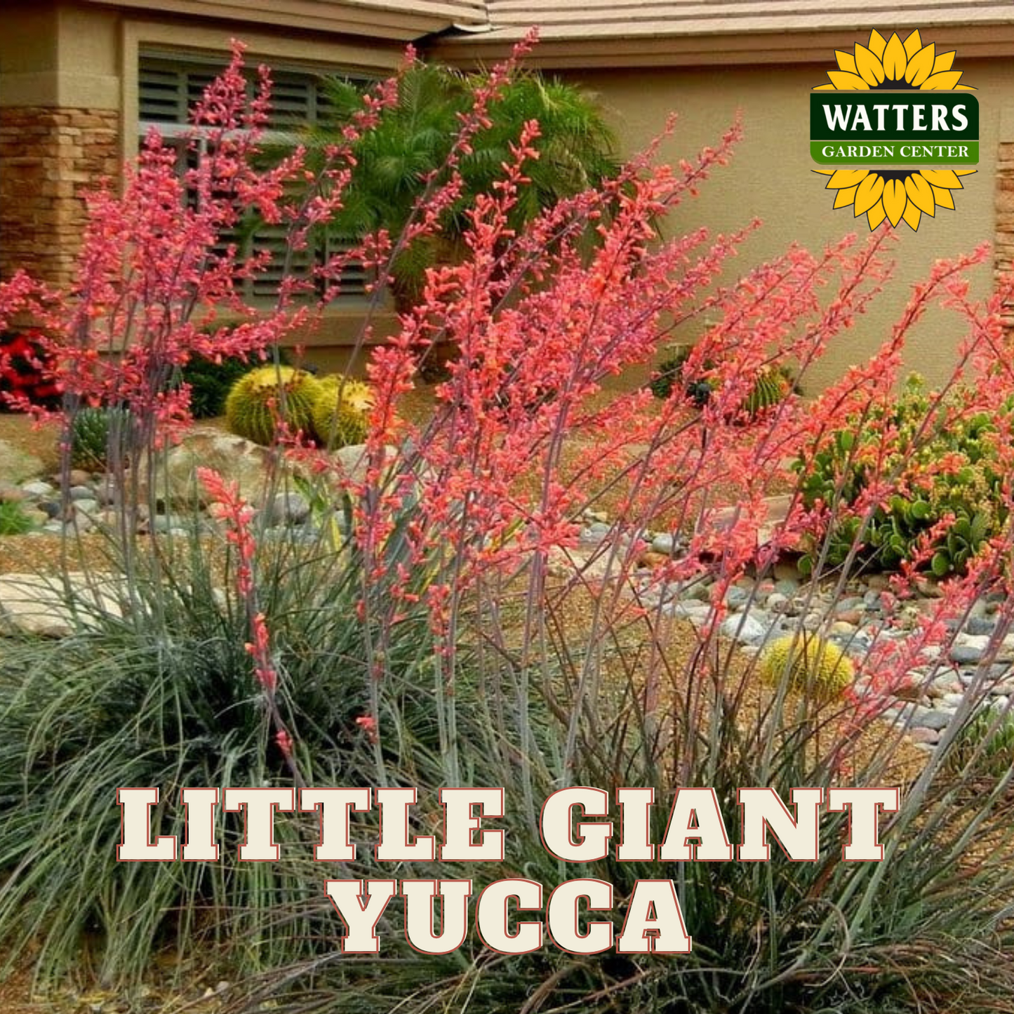 LITTLE GIANT YUCCA 5gal