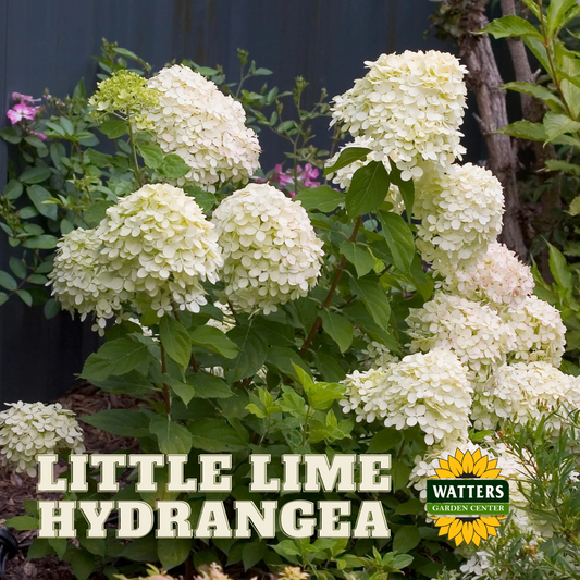 LITTLE LIME HYDRANGEA 2gal