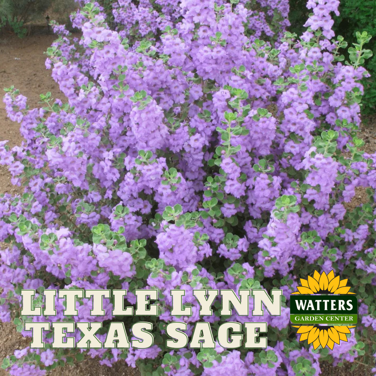 LITTLE LYNN TEXAS SAGE 2gal