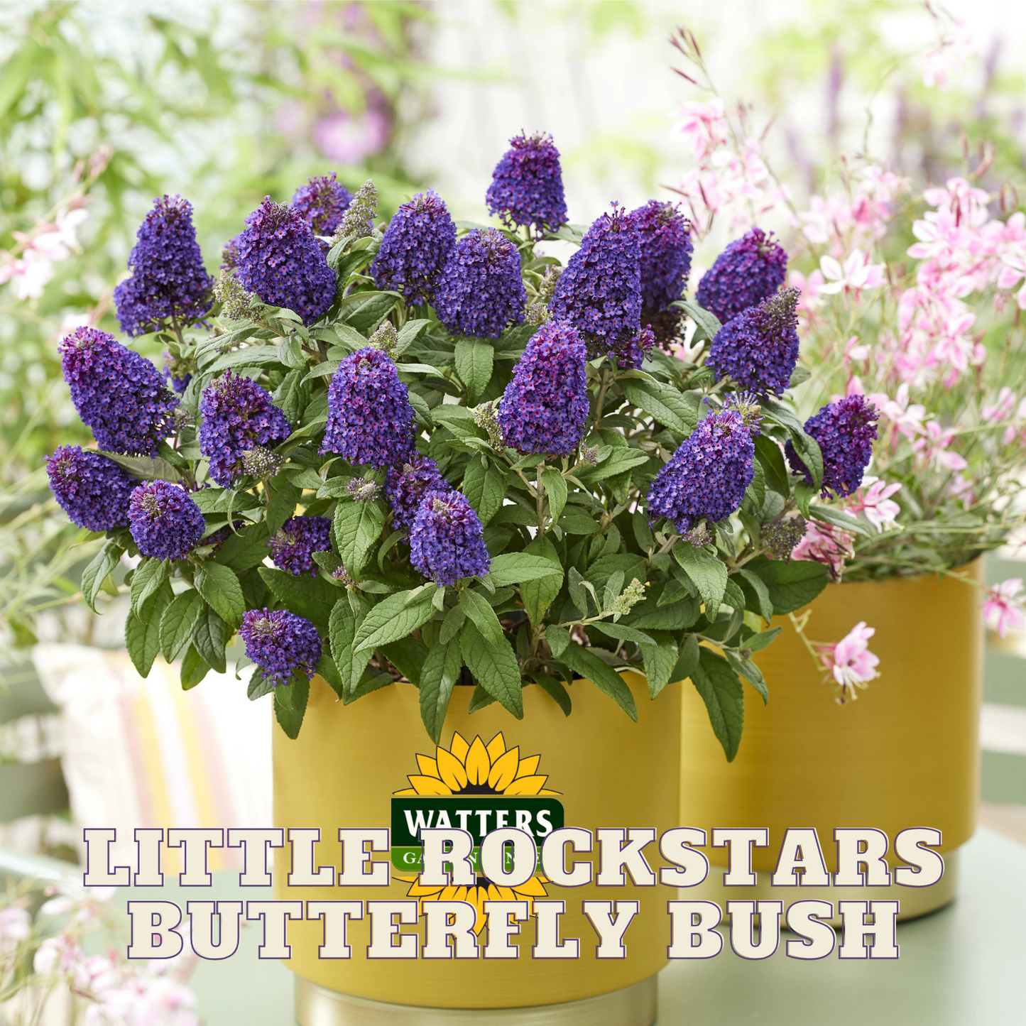 LITTLE ROCKSTARS PURPLE BUTTERFLY BUSH 1gal