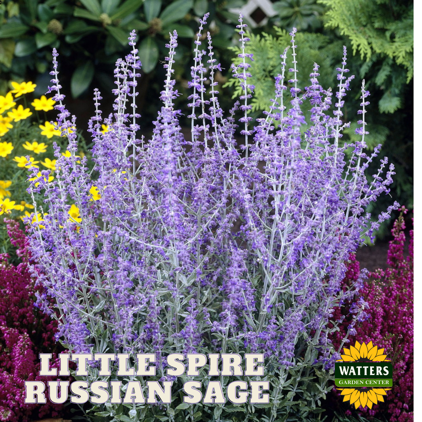 LITTLE SPIRES RUSSIAN SAGE 1gal