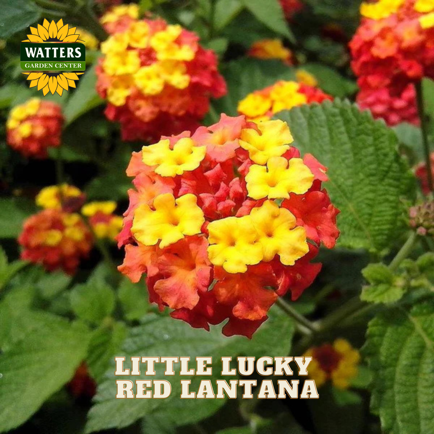 A close-up of a cluster of red and yellow bittersweet plantain lantana flowers with green leaves, featuring a Watters Garden Centers logo in the top left and the text 'LITTLE LUCKY RED LANTANA' at the bottom.