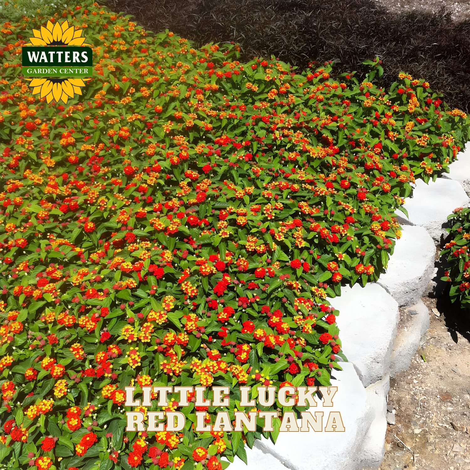 A dense ground cover of red and orange 'Little Lucky' red lantha flowers with green leaves, shown in a garden bed bordered by white stones. A 'Watters Garden Center' logo is in the top-left corner, and 'LITTLE LUCKY RED LANTANA' is written at the bottom.
